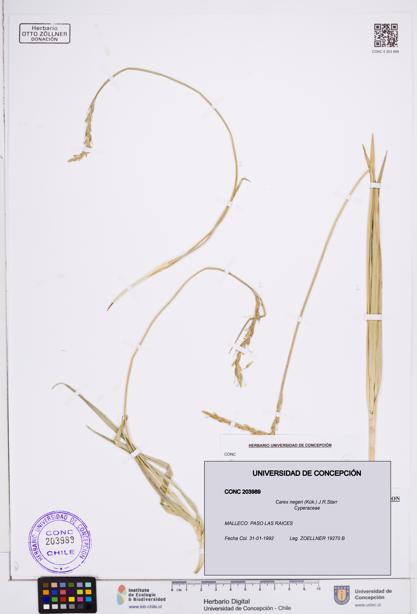 Carex negeri [Espécimen: ]
