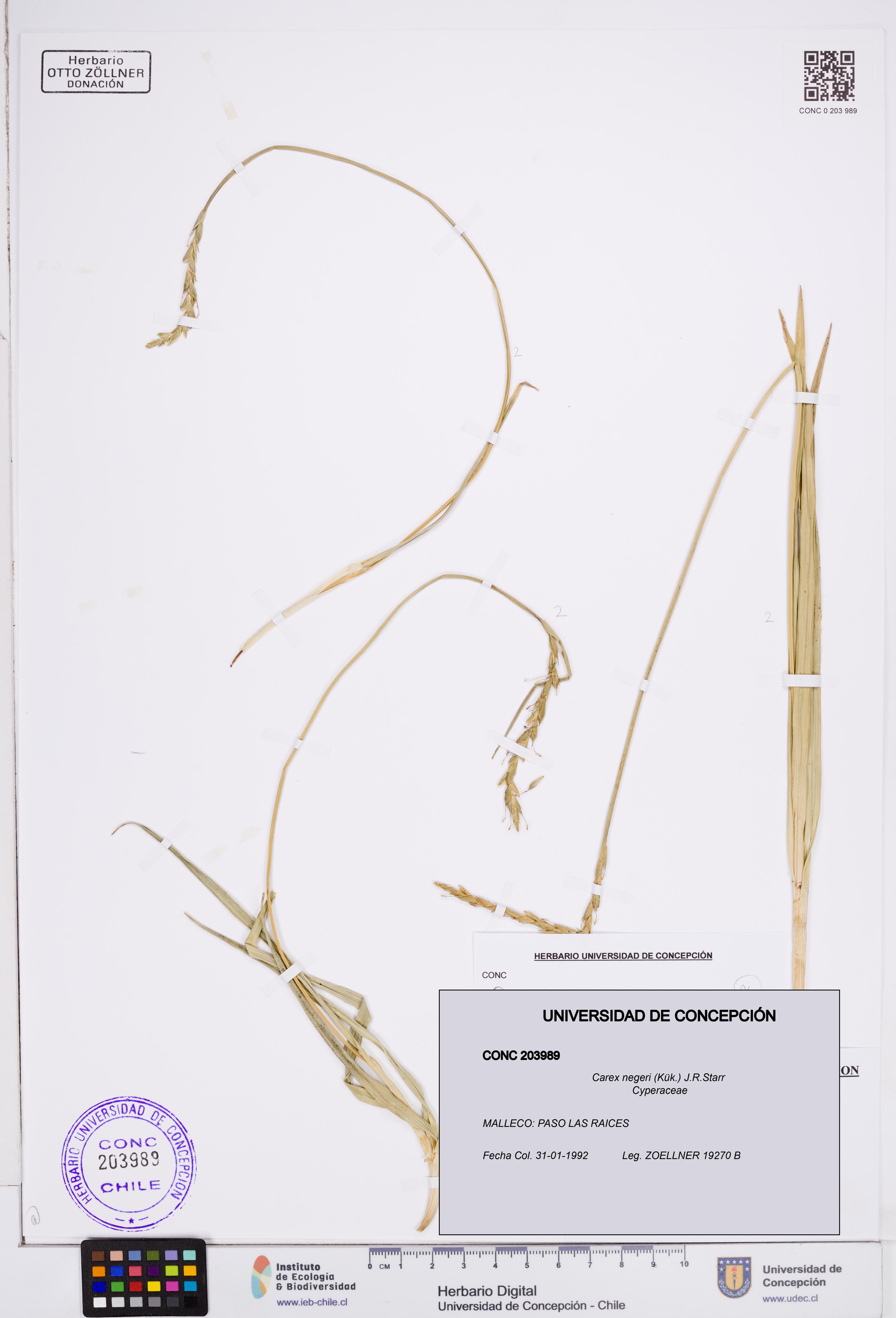 Carex negeri [Espécimen: ]