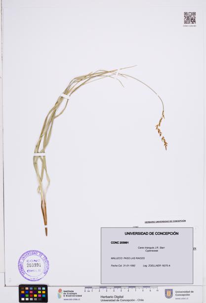 Carex triangula [Espécimen: ]