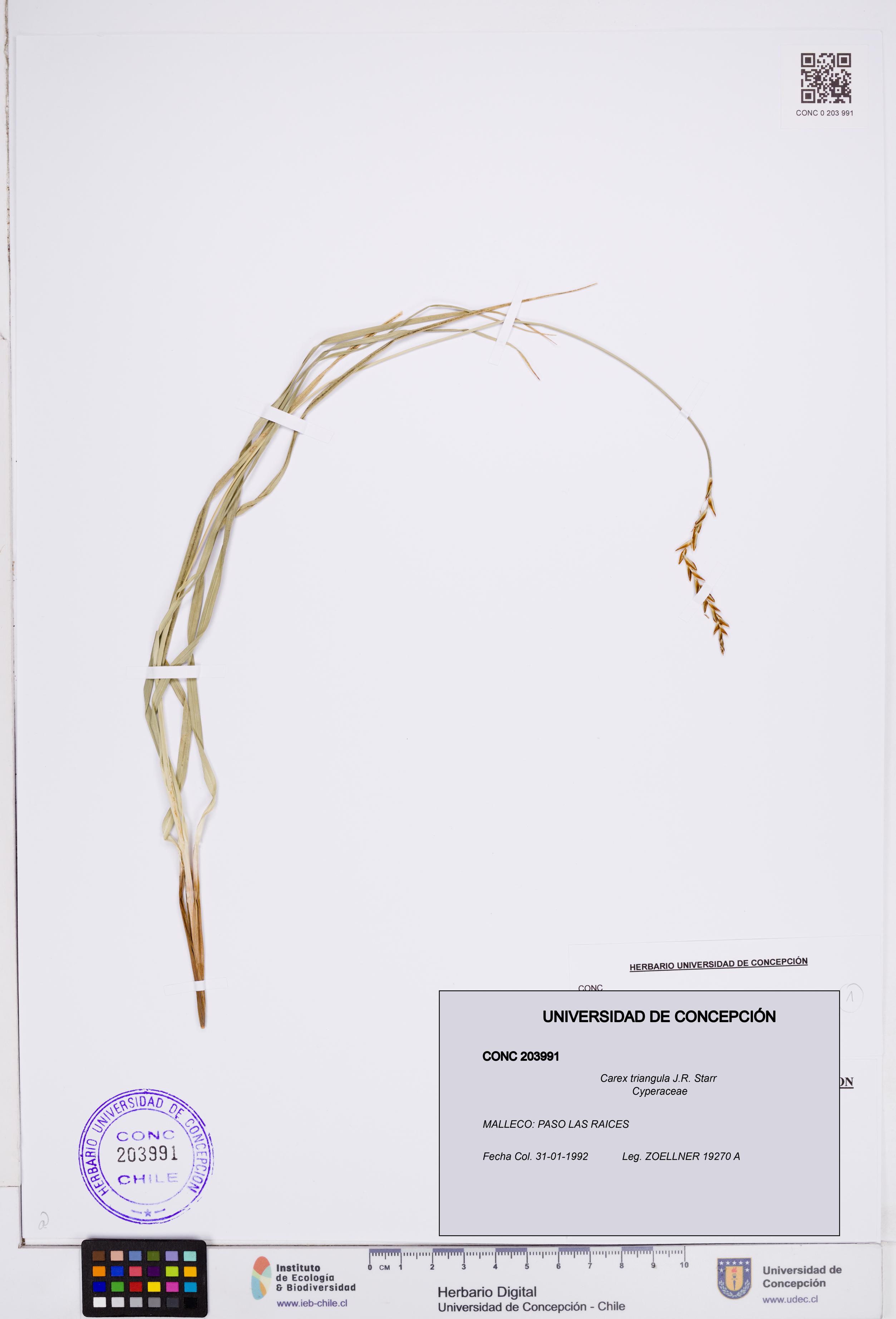 Carex triangula [Espécimen: ]