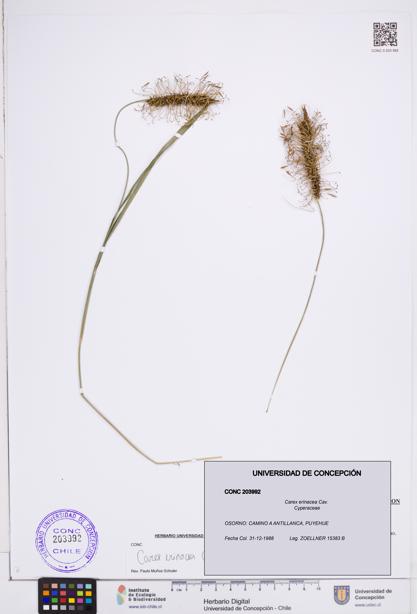 Carex erinacea [Espécimen: ]