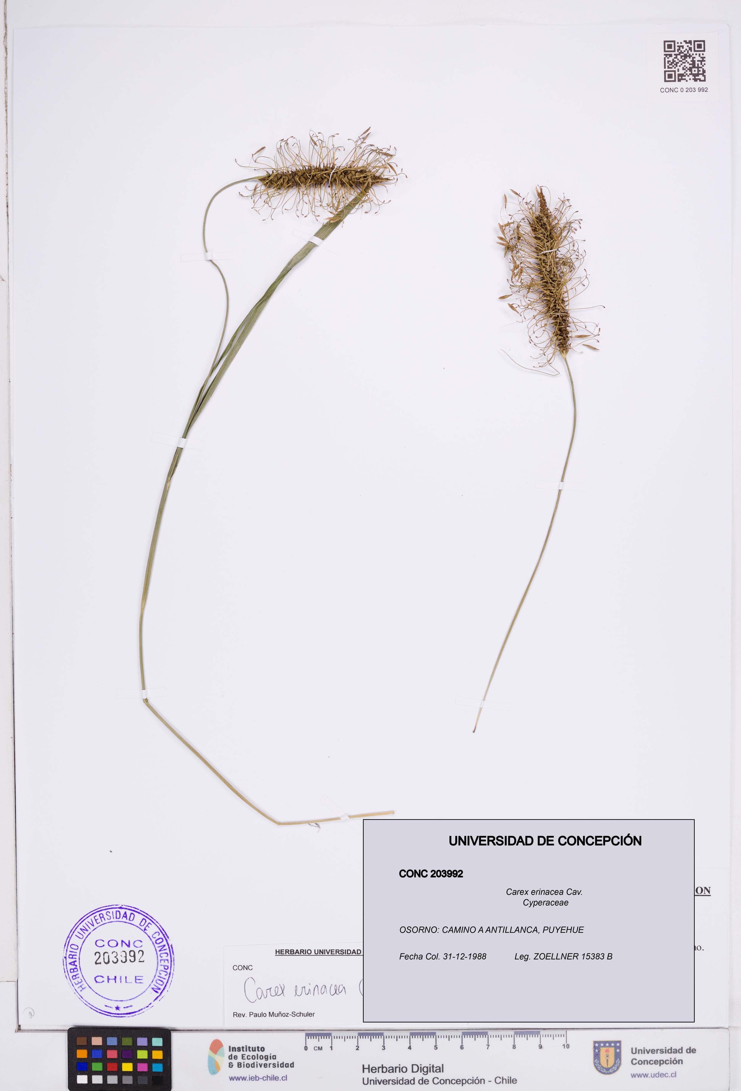 Carex erinacea [Espécimen: ]