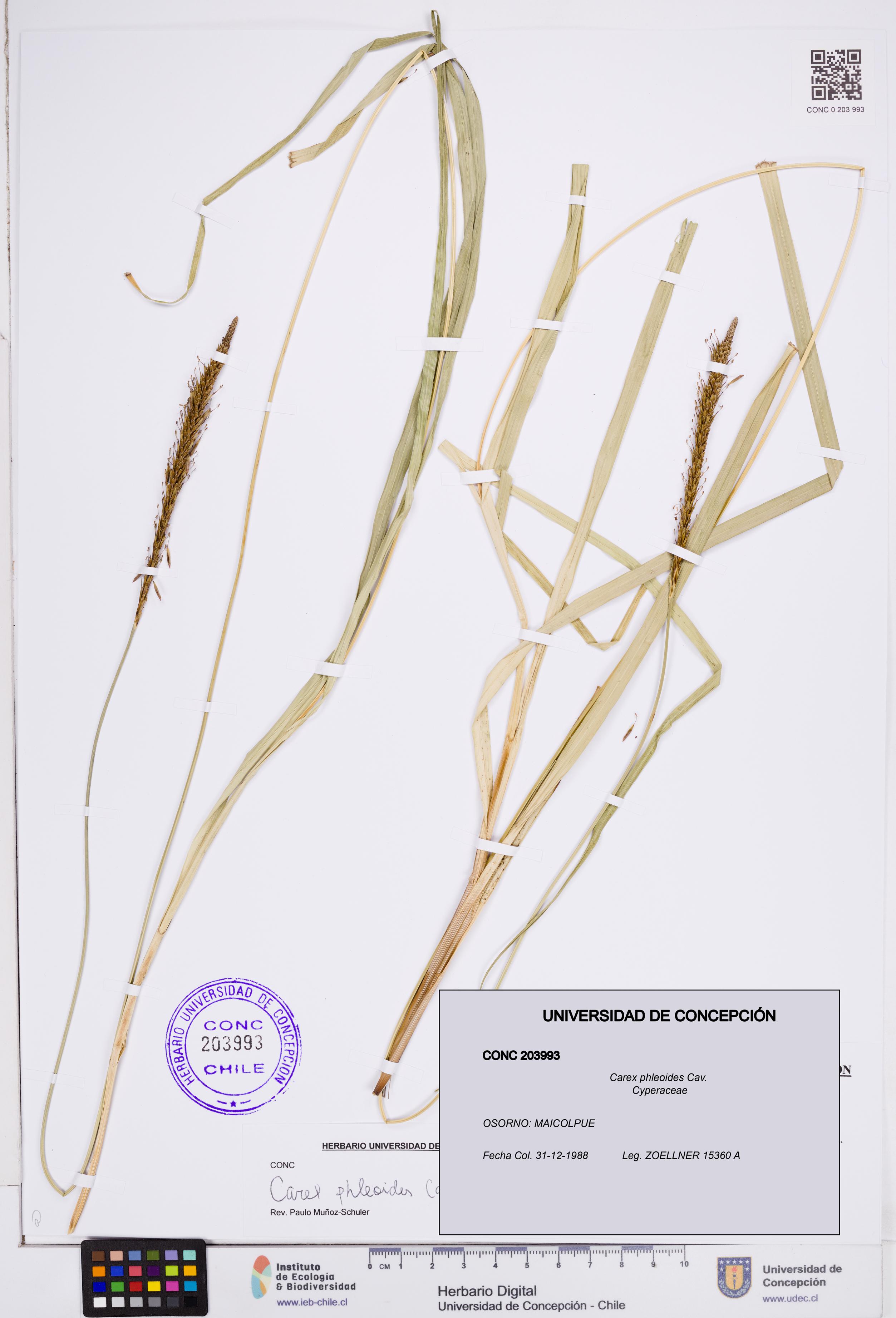 Carex phleoides [Espécimen: ]