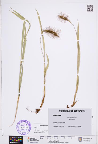 Carex erinacea [Espécimen: ]