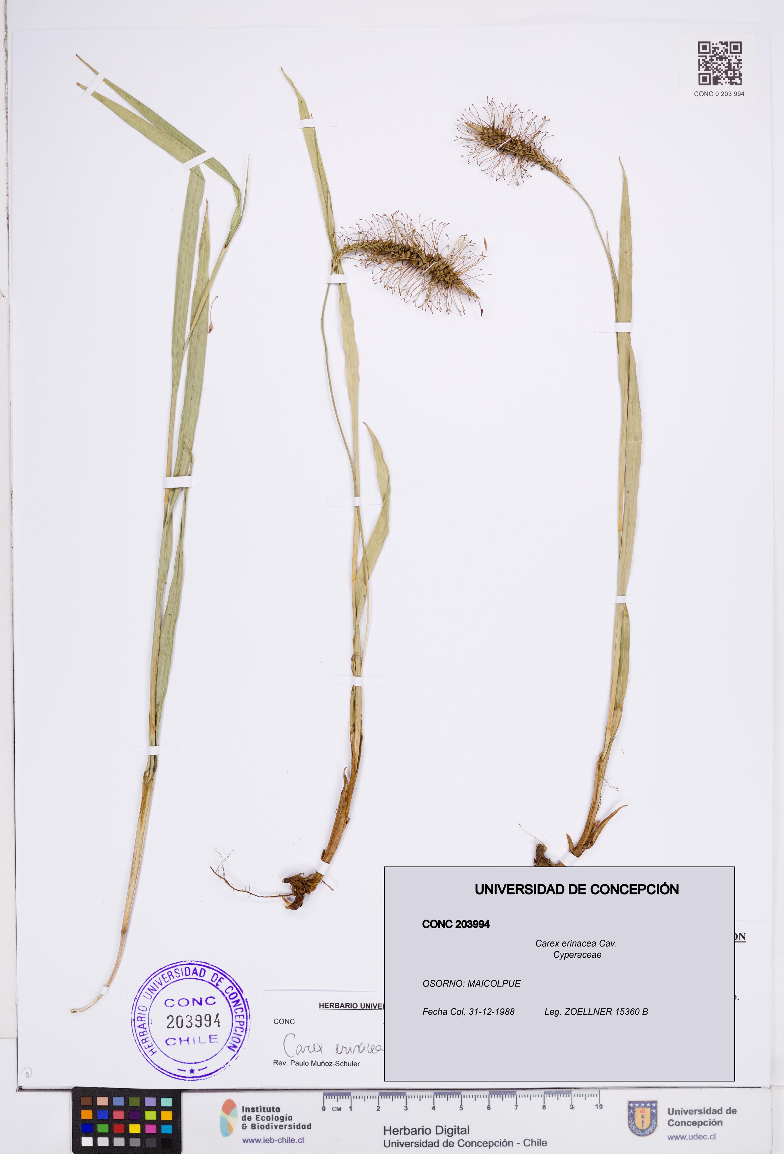 Carex erinacea [Espécimen: ]