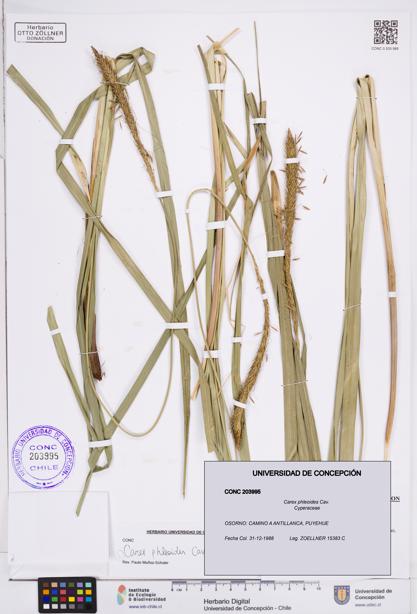 Carex phleoides [Espécimen: ]