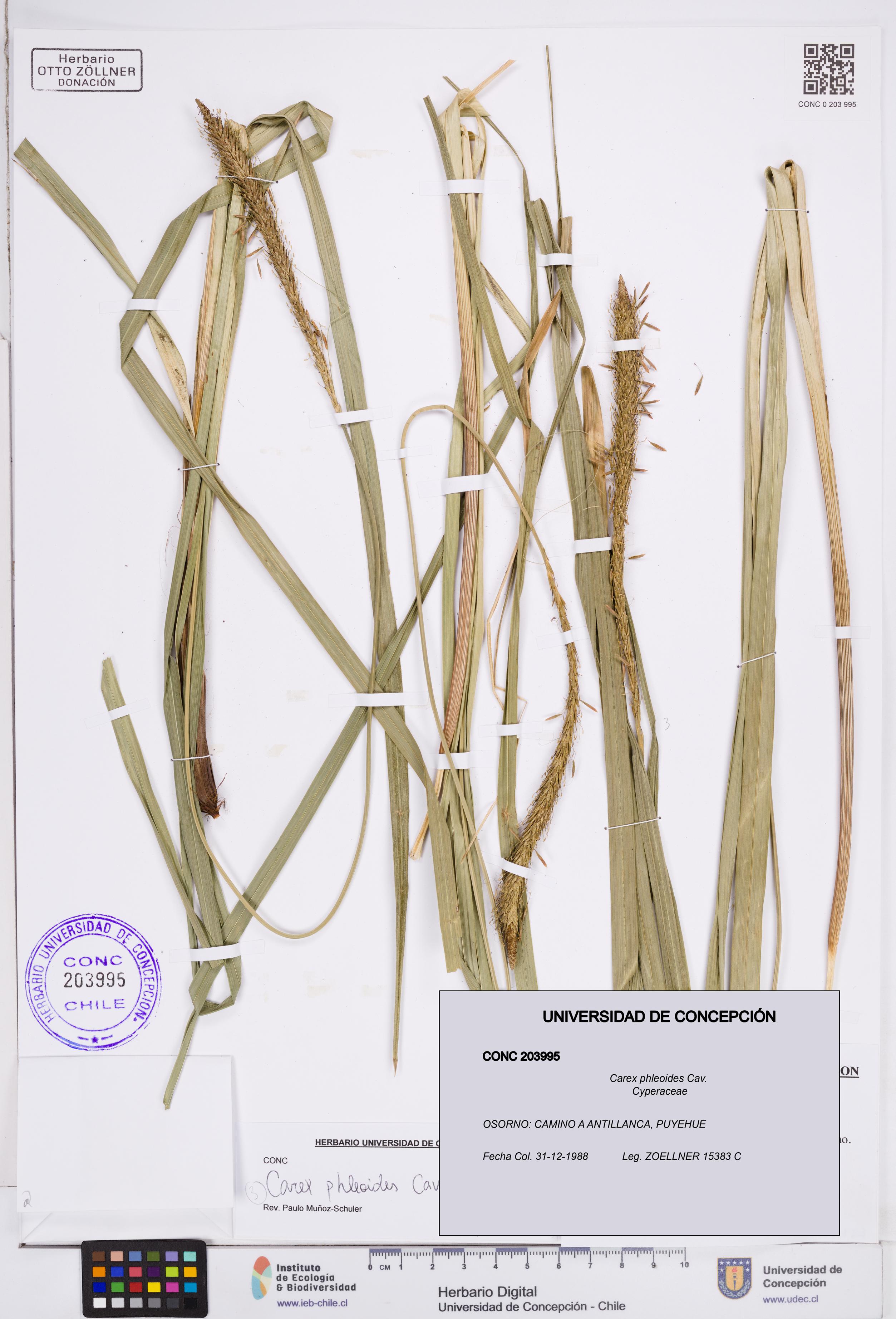 Carex phleoides [Espécimen: ]