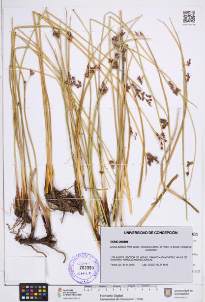 Juncus balticus [Espécimen: ]