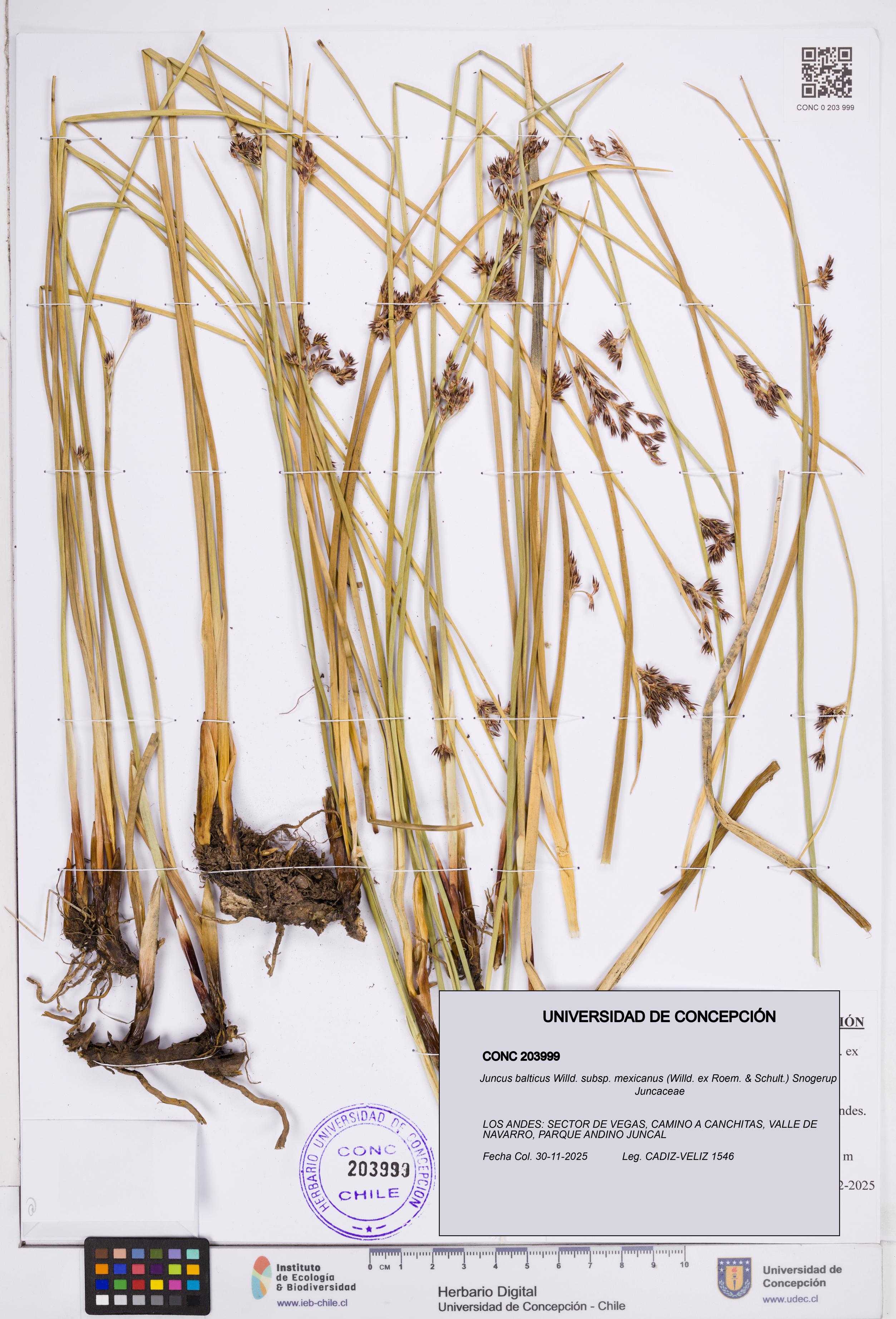 Juncus balticus [Espécimen: ]