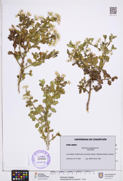 Baccharis poeppigiana [Espécimen: ]