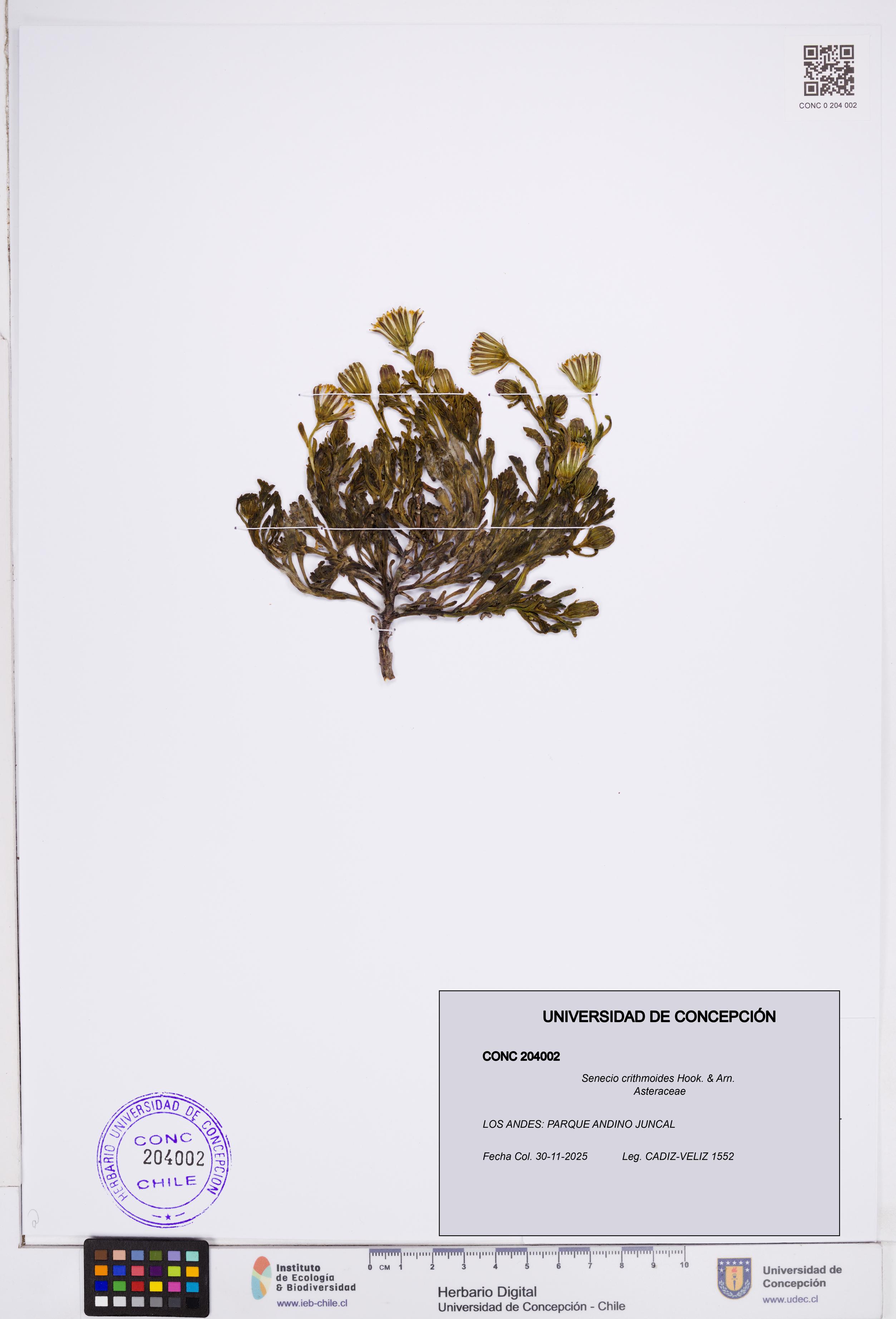Senecio crithmoides [Espécimen: ]