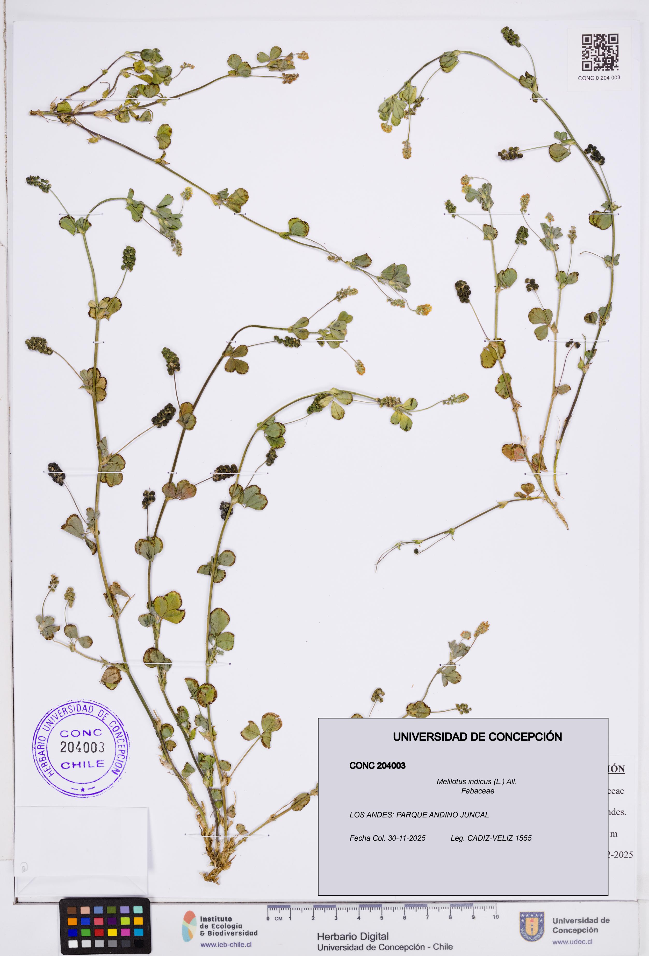 Melilotus indicus [Espécimen: ]