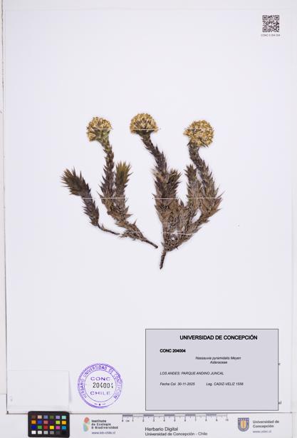 Nassauvia pyramidalis [Espécimen: ]