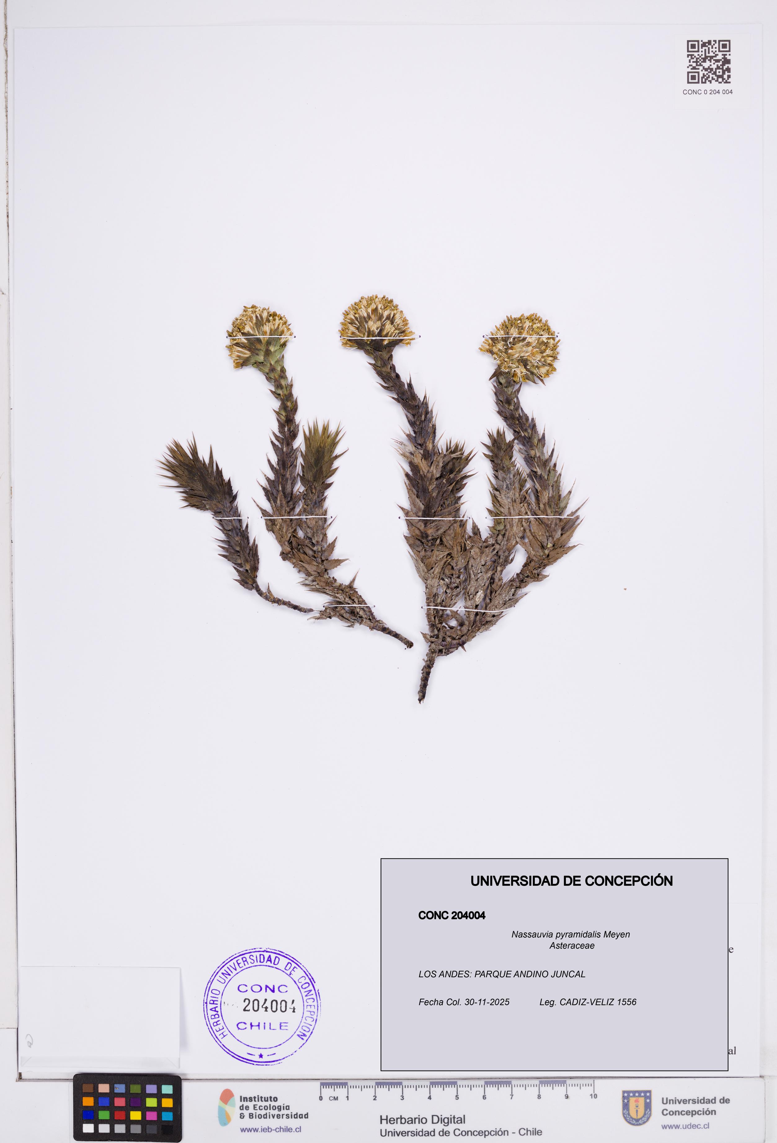 Nassauvia pyramidalis [Espécimen: ]