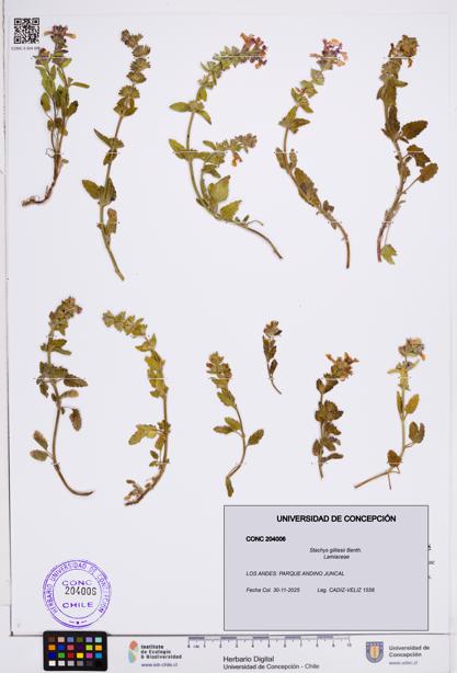 Stachys gilliesii [Espécimen: ]