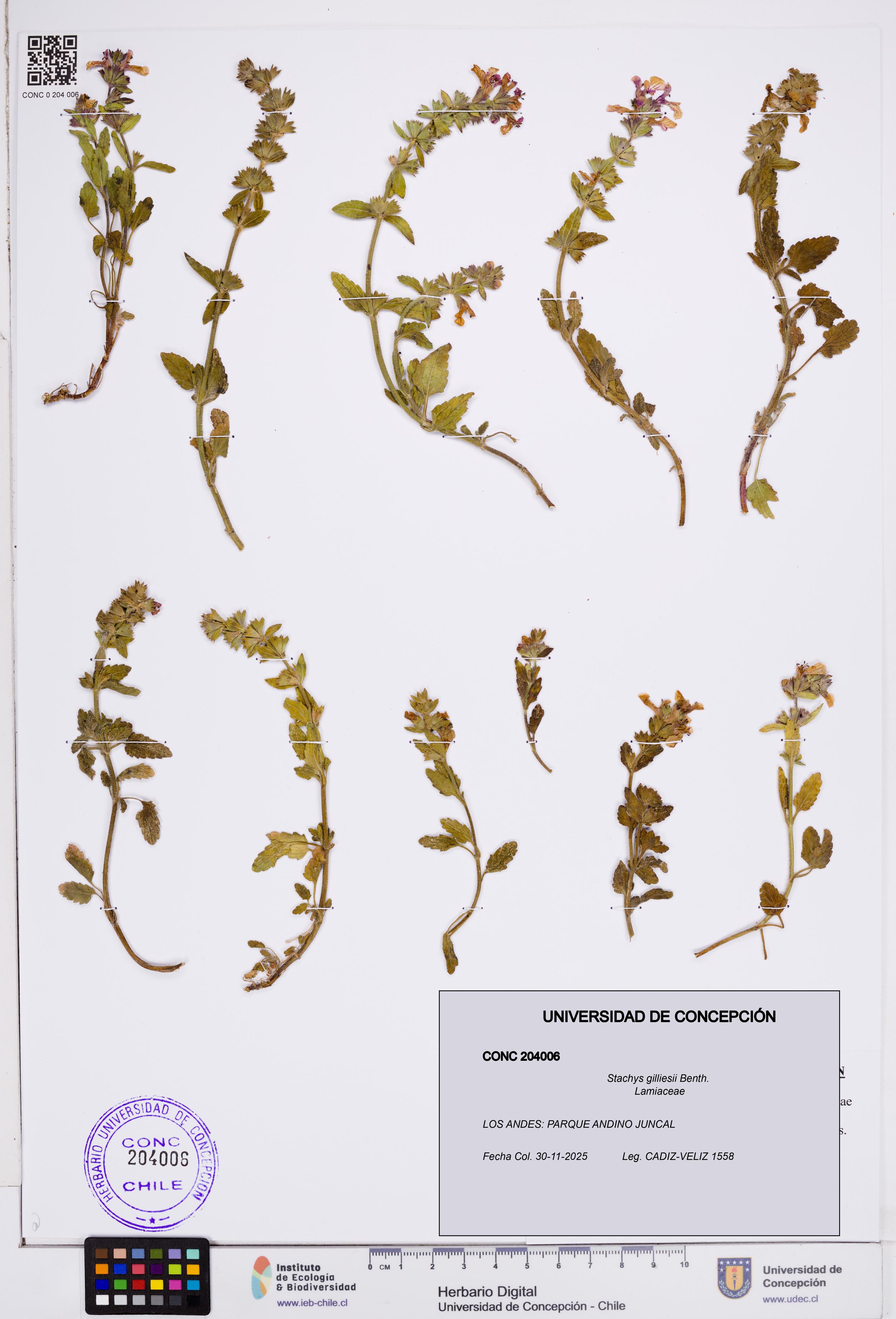 Stachys gilliesii [Espécimen: ]