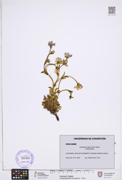 Gentianella ottonis [Espécimen: ]