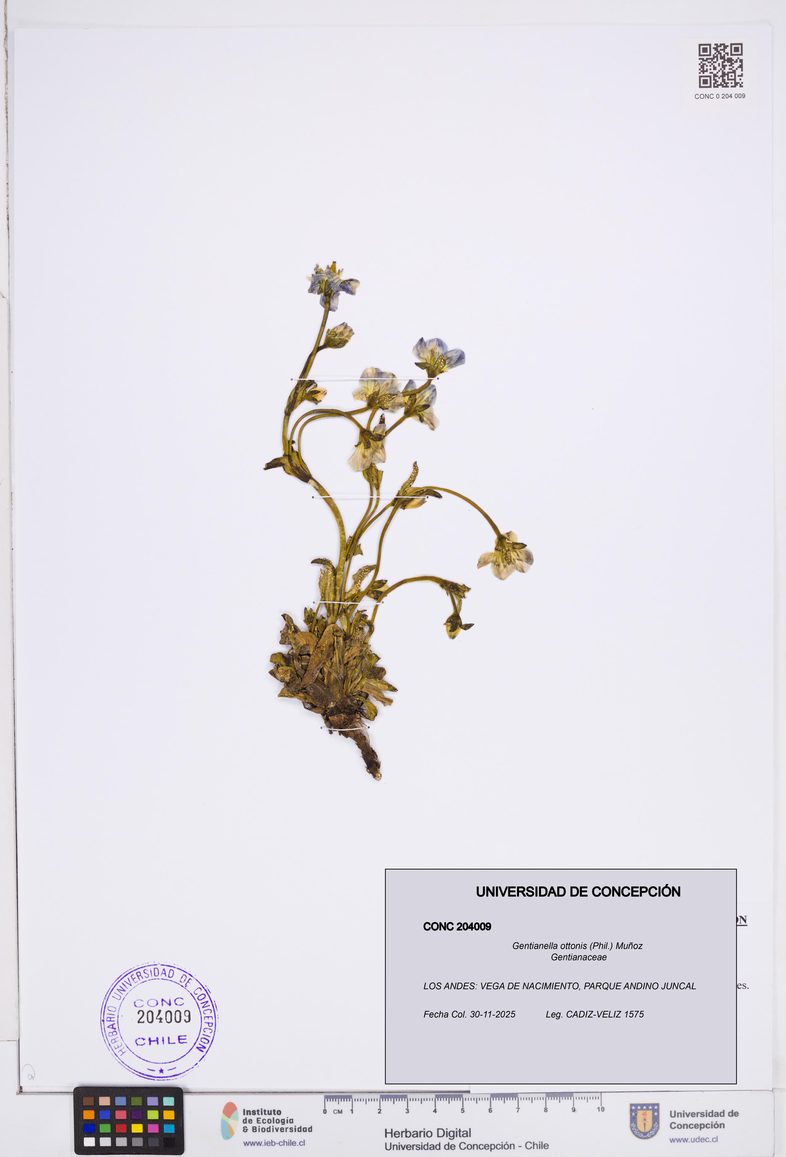 Gentianella ottonis [Espécimen: ]