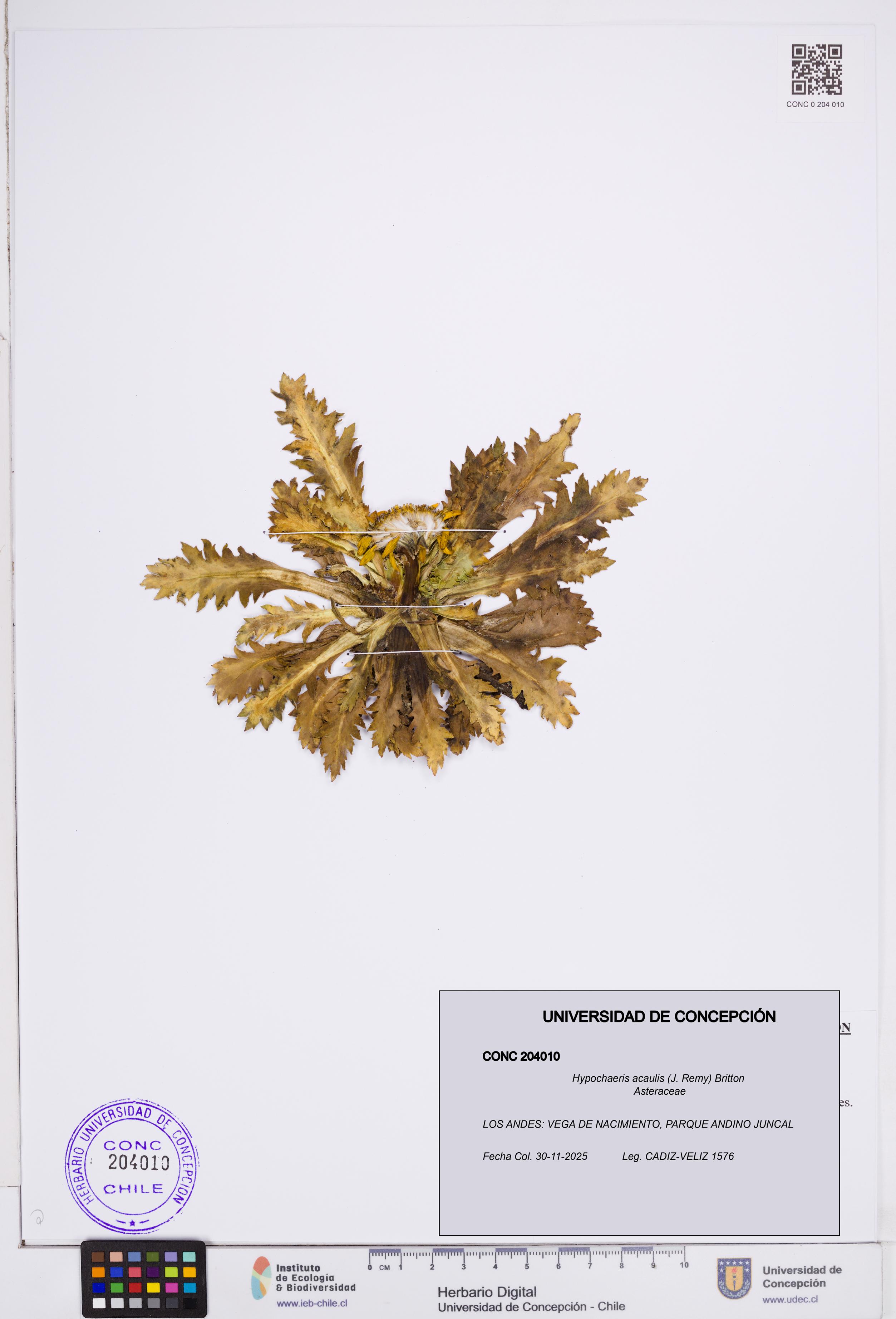 Hypochaeris acaulis [Espécimen: ]