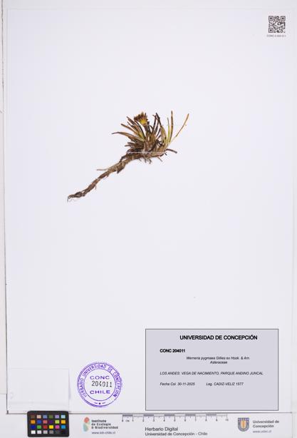 Werneria pygmaea [Espécimen: ]