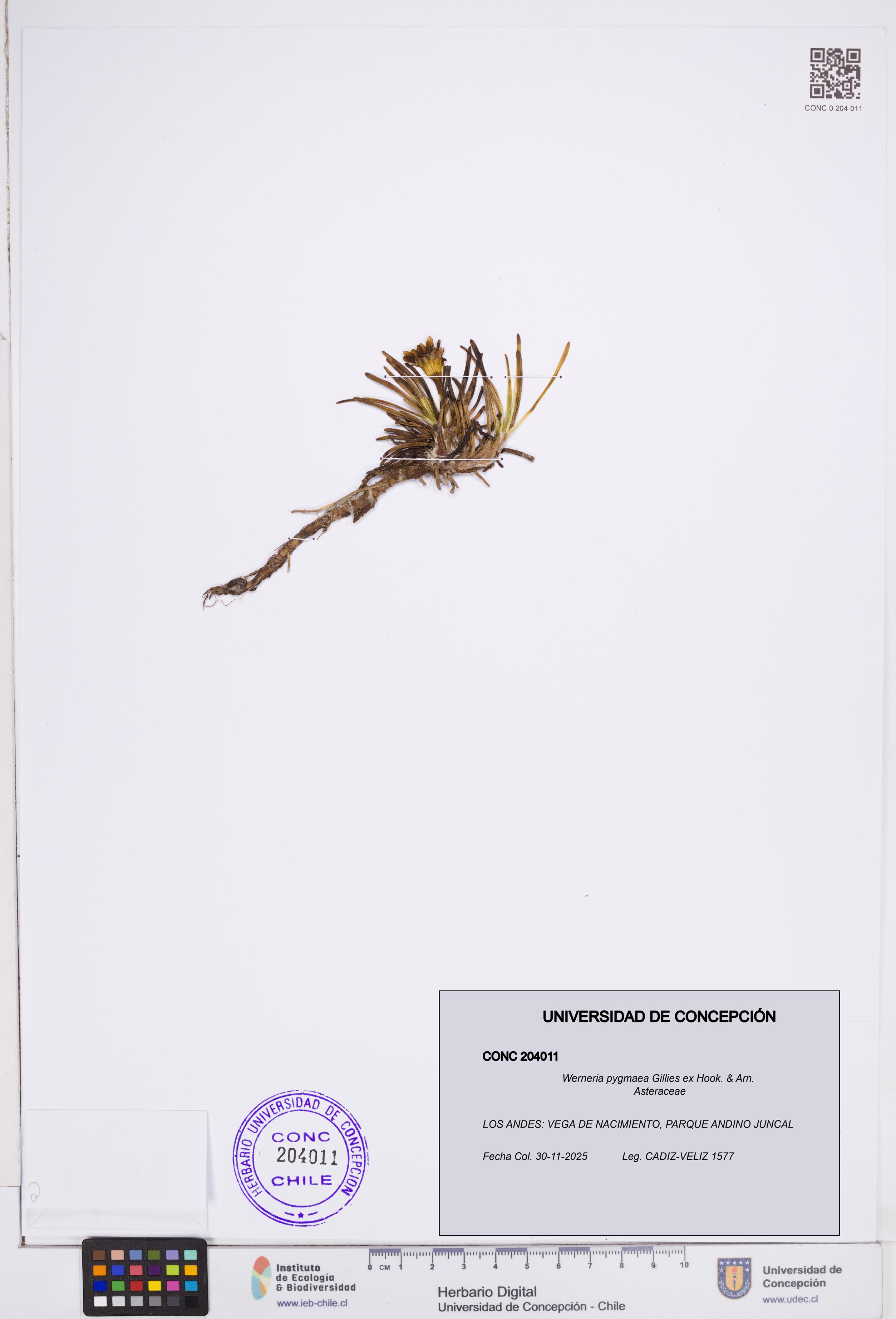 Werneria pygmaea [Espécimen: ]