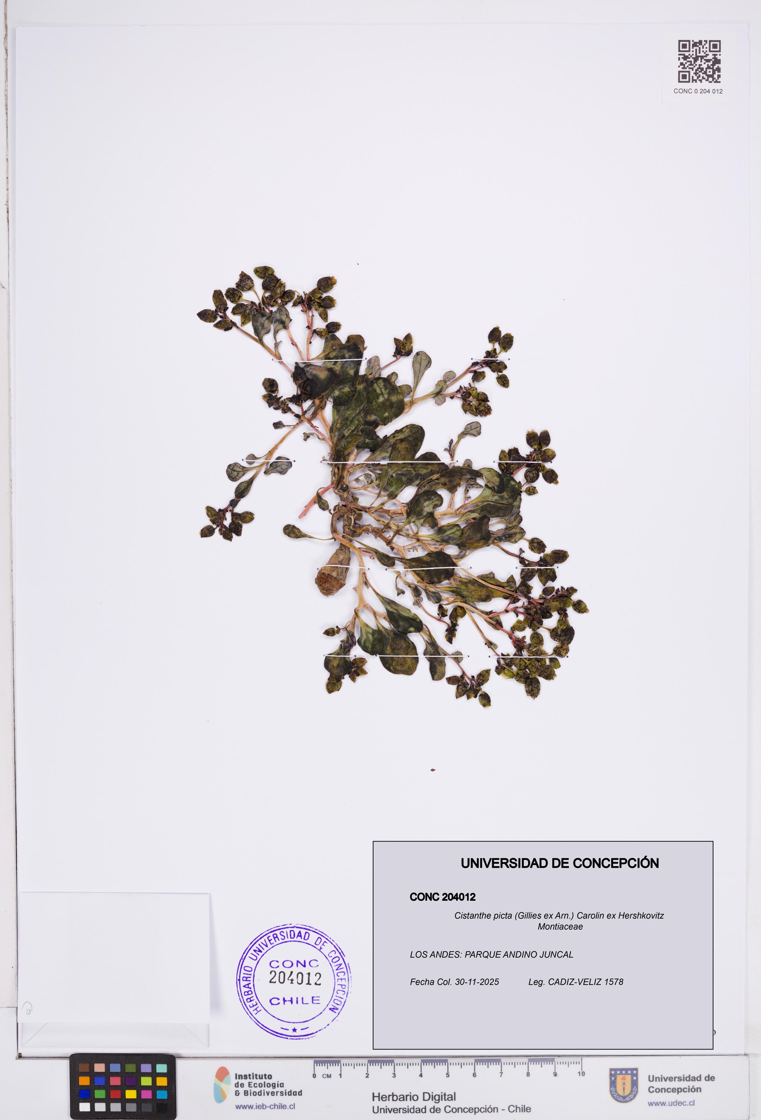 Cistanthe picta [Espécimen: ]