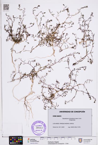 Gayophytum micranthum [Espécimen: ]