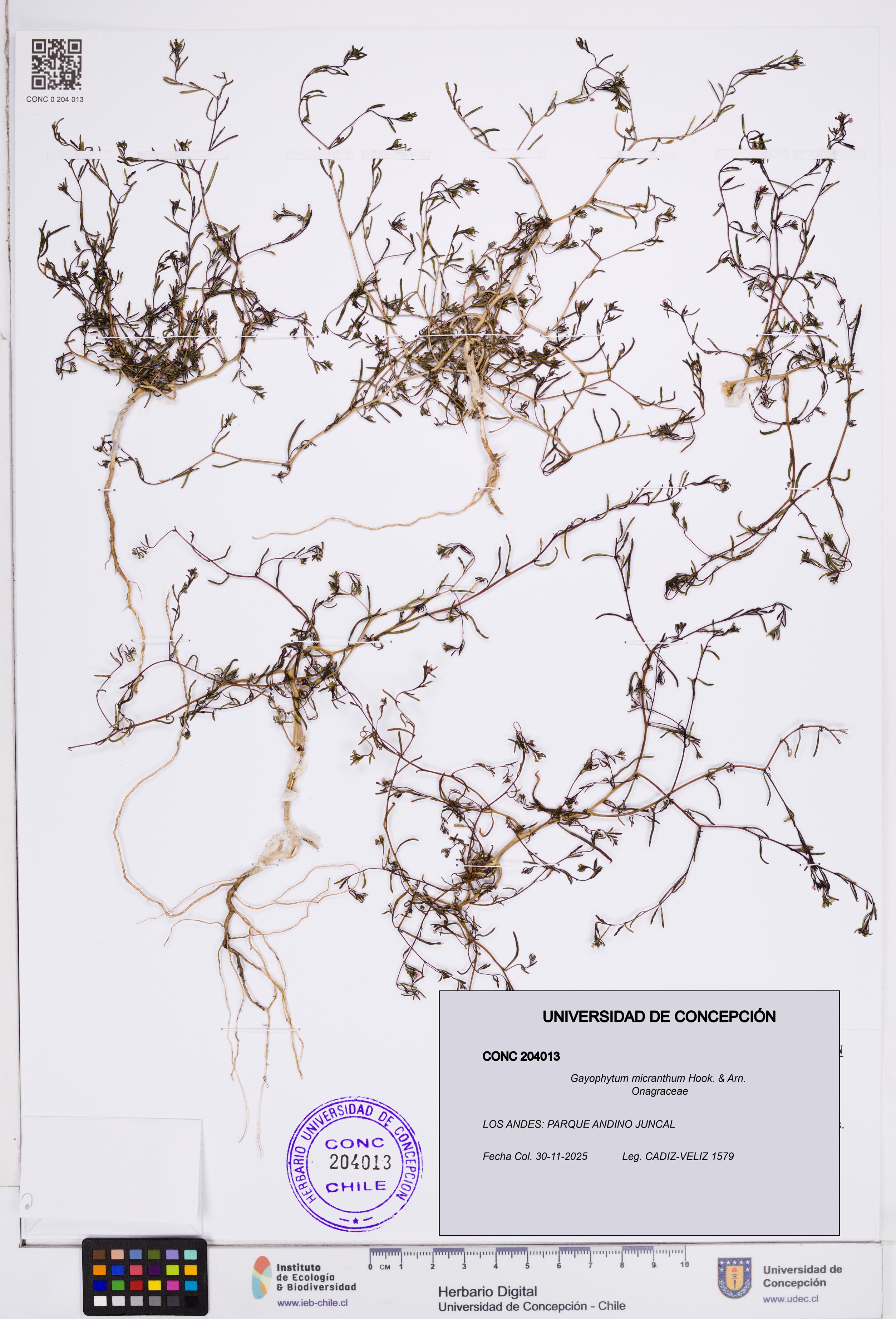 Gayophytum micranthum [Espécimen: ]