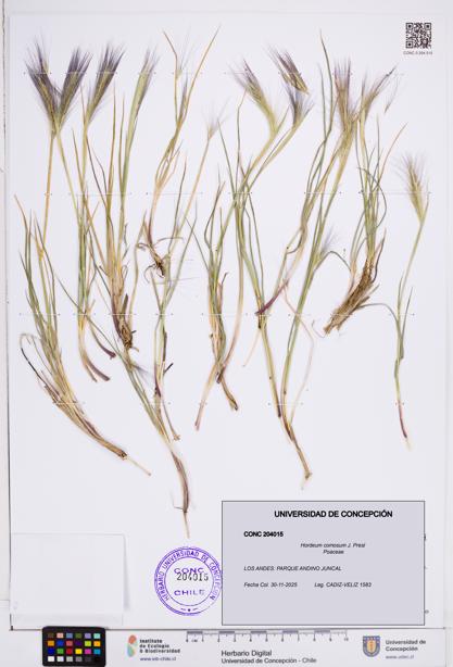Hordeum comosum [Espécimen: ]