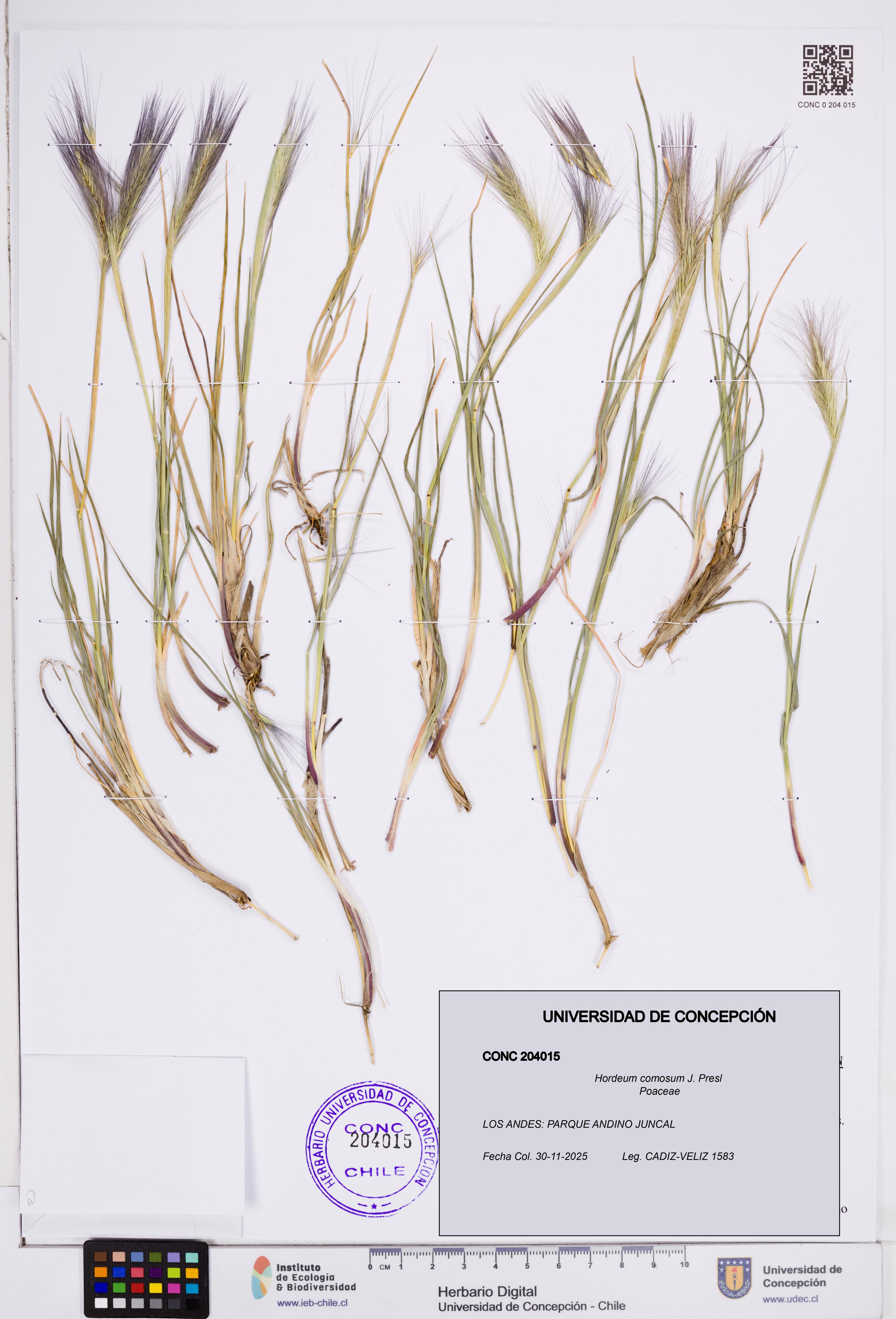 Hordeum comosum [Espécimen: ]