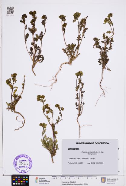 Phacelia cumingii [Espécimen: ]