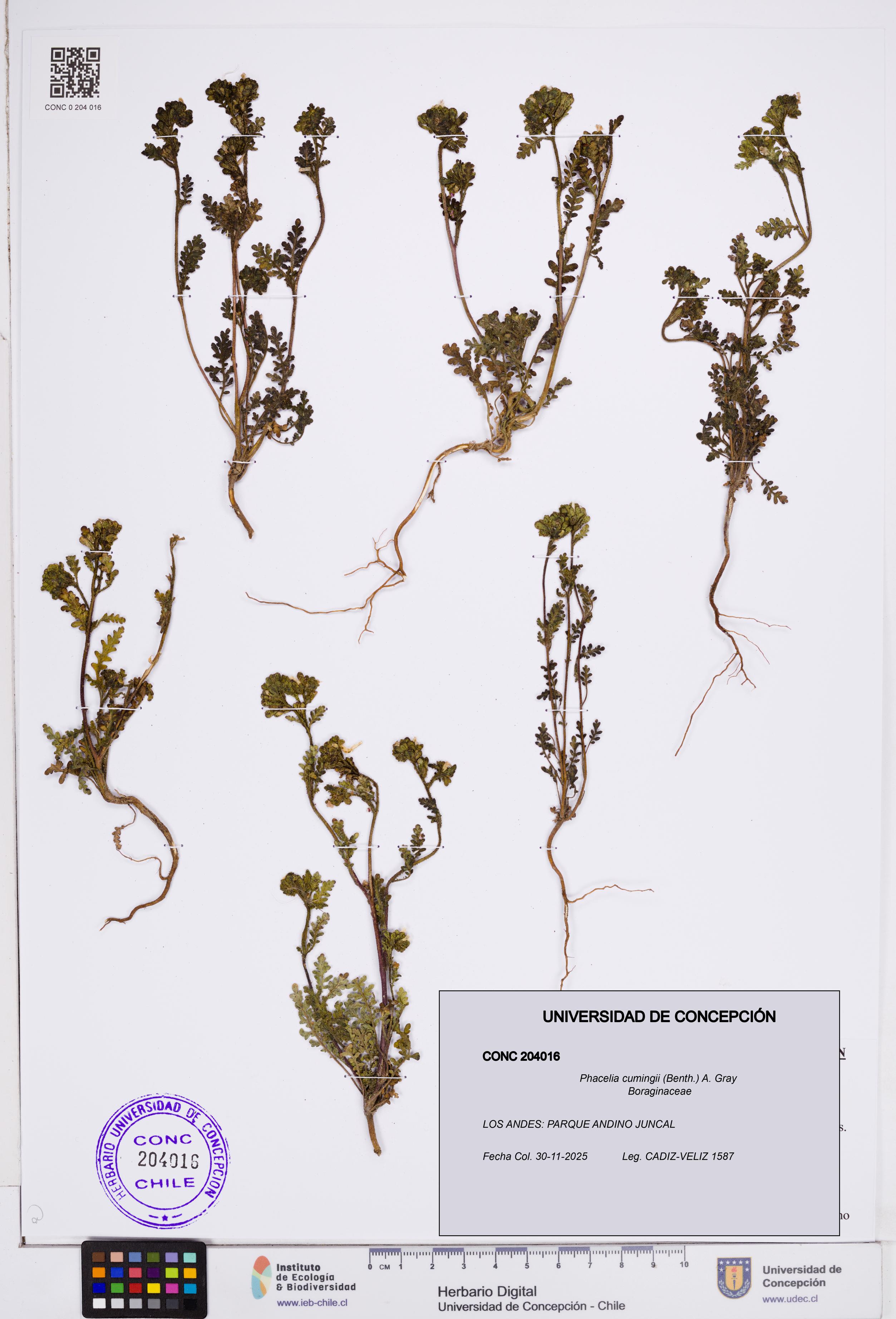 Phacelia cumingii [Espécimen: ]