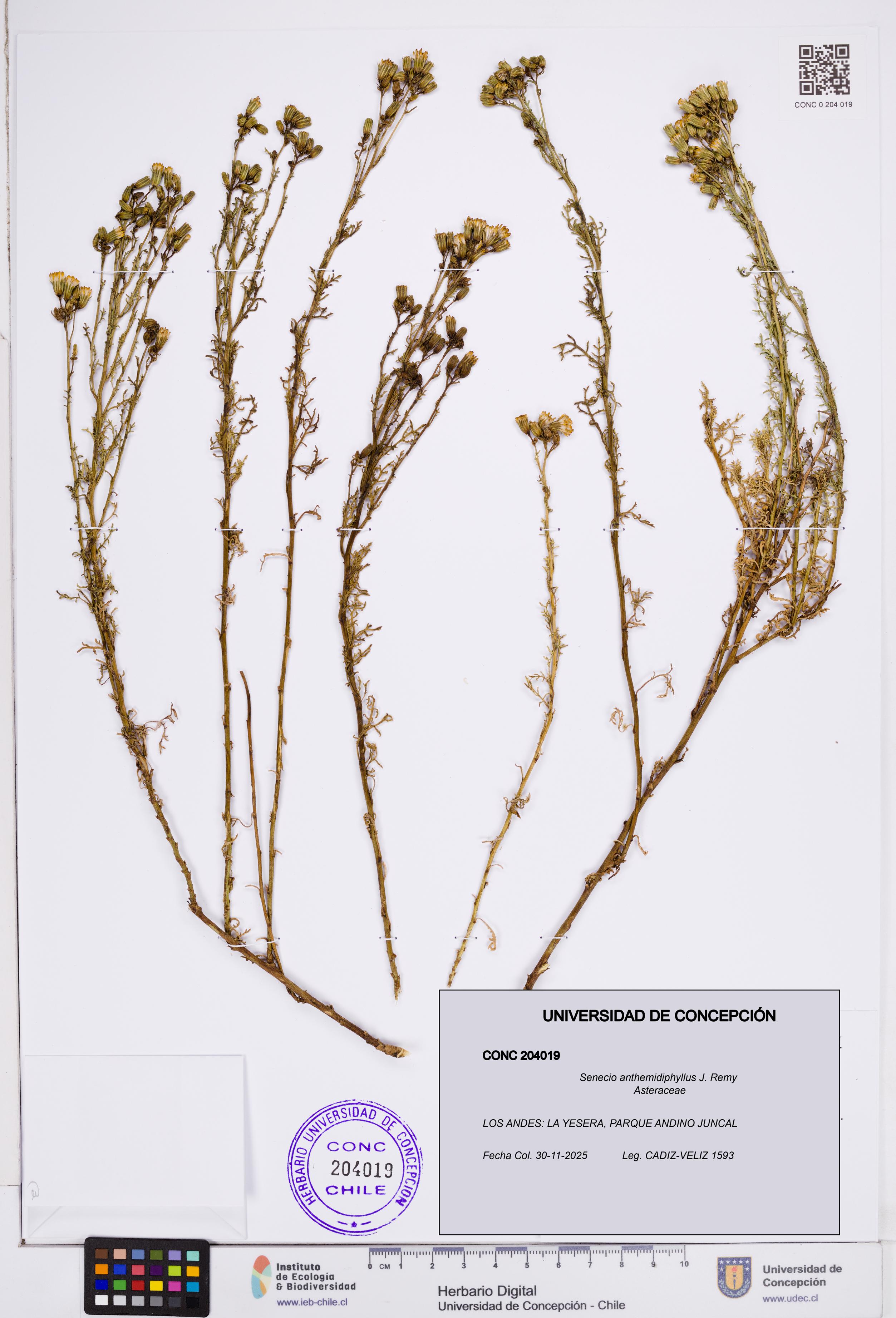 Senecio anthemidiphyllus [Espécimen: ]