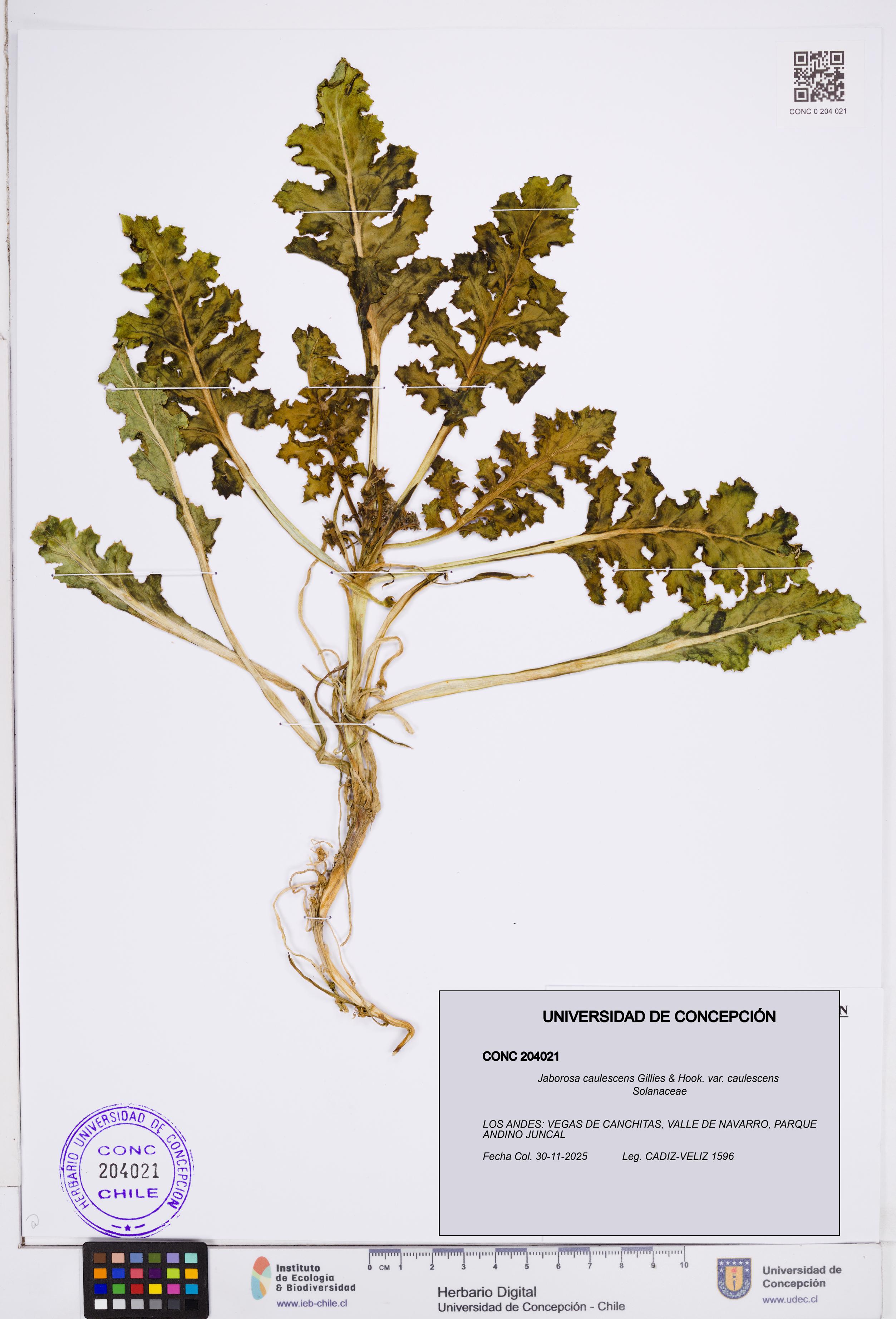 Jaborosa caulescens [Espécimen: ]