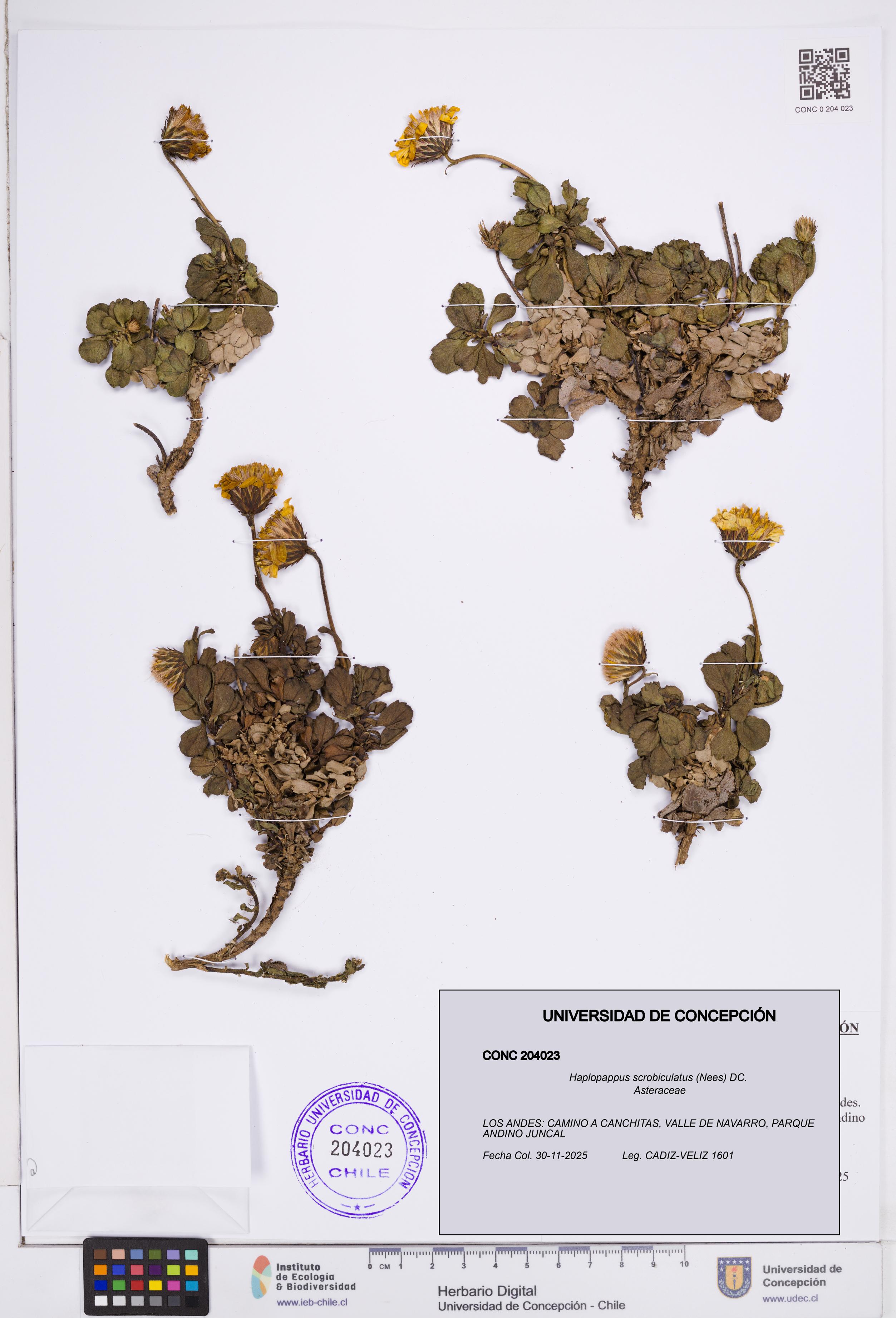 Haplopappus scrobiculatus [Espécimen: ]