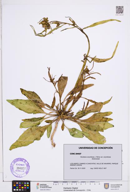 Nicotiana corymbosa var. corymbosa [Espécimen: ]