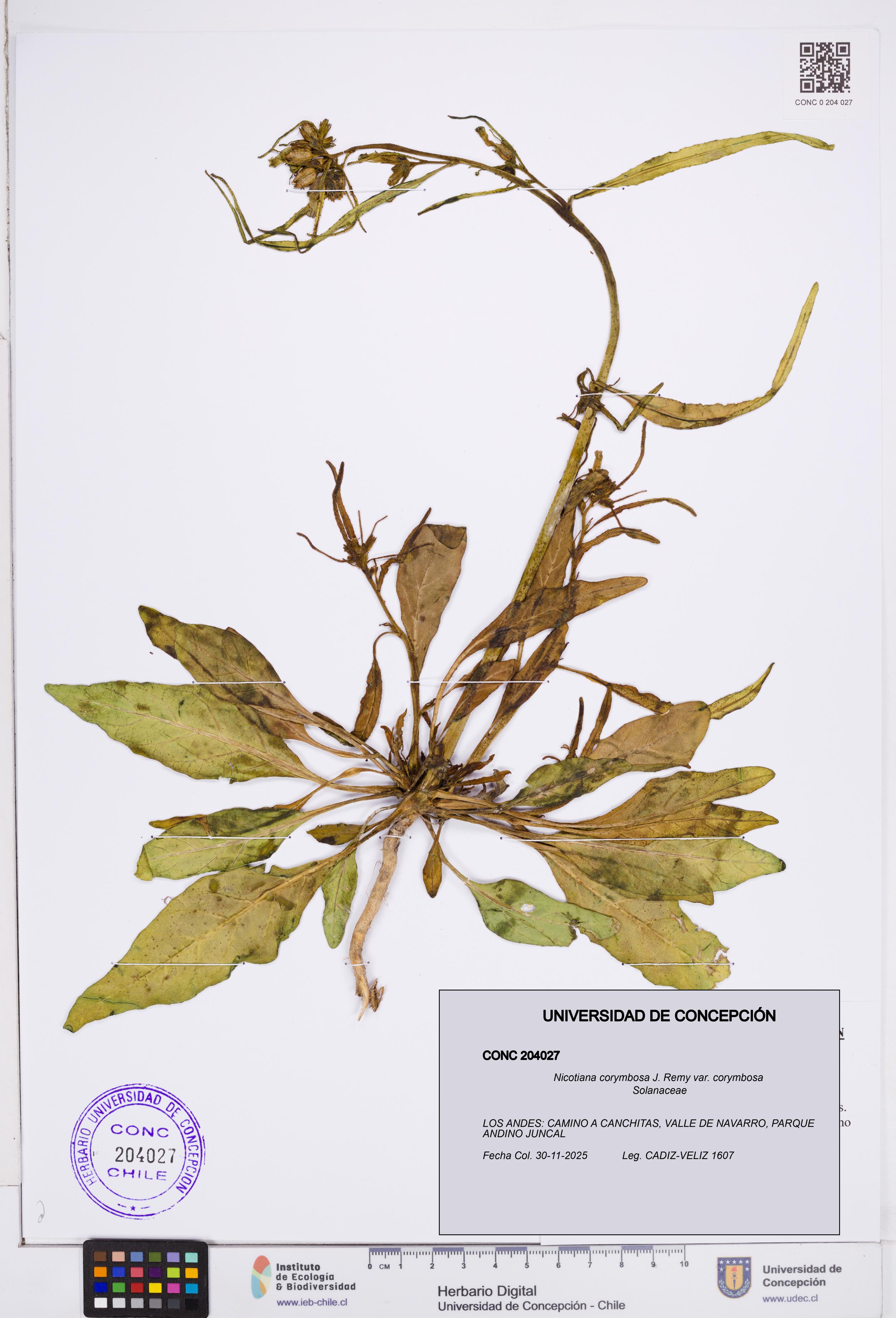 Nicotiana corymbosa var. corymbosa [Espécimen: ]