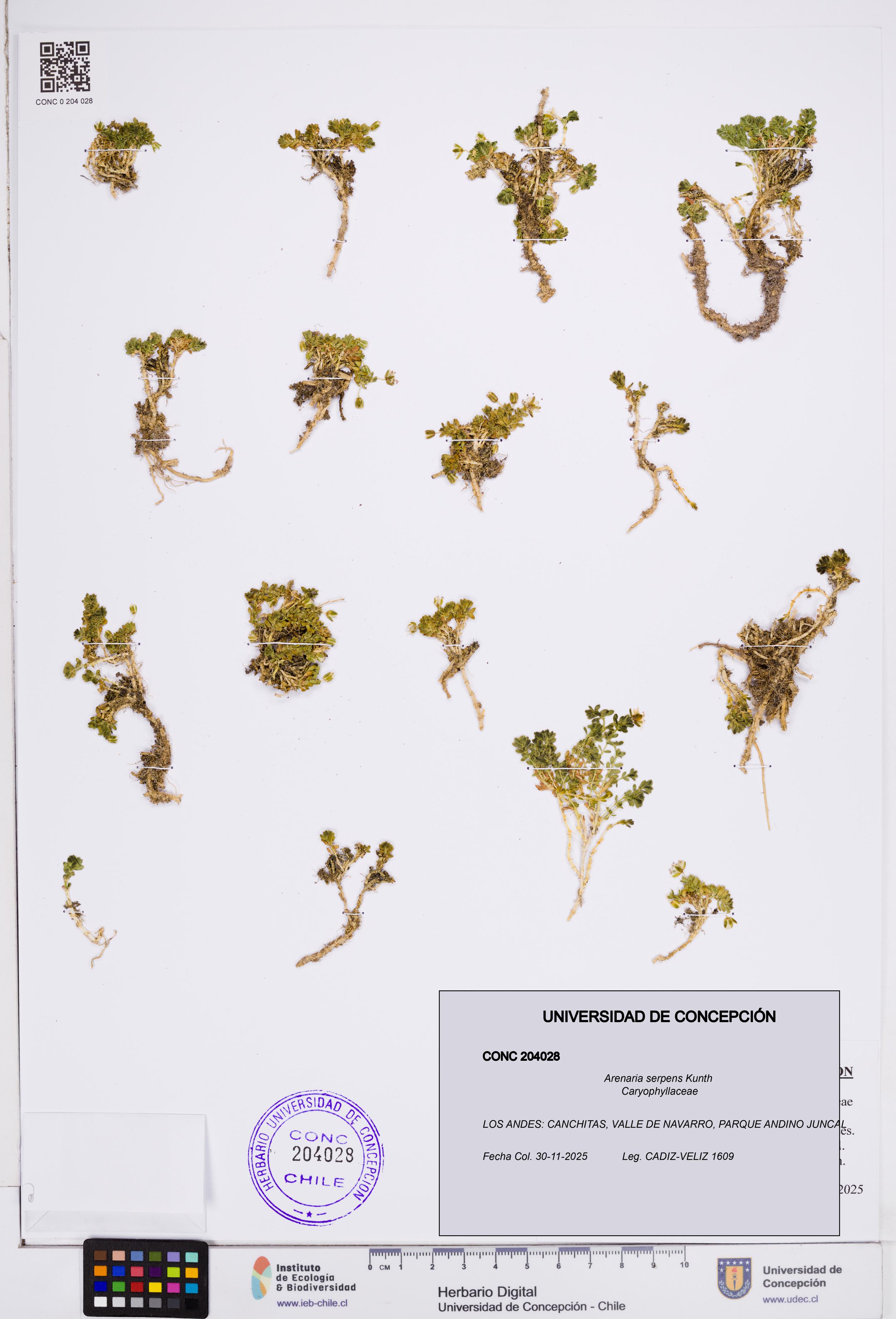 Arenaria serpens [Espécimen: ]