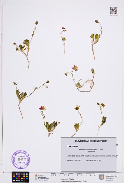 Montiopsis andicola [Espécimen: ]