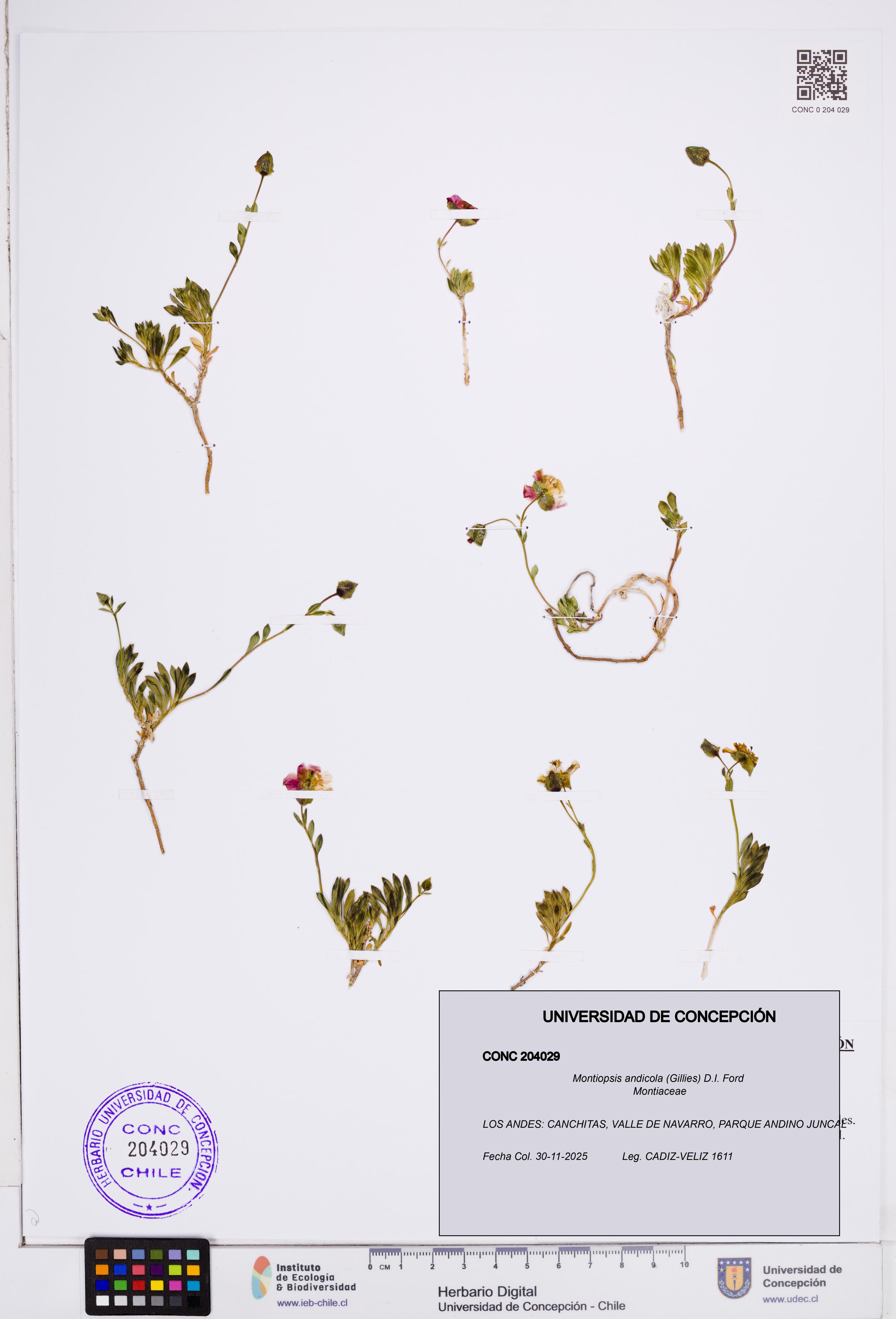 Montiopsis andicola [Espécimen: ]
