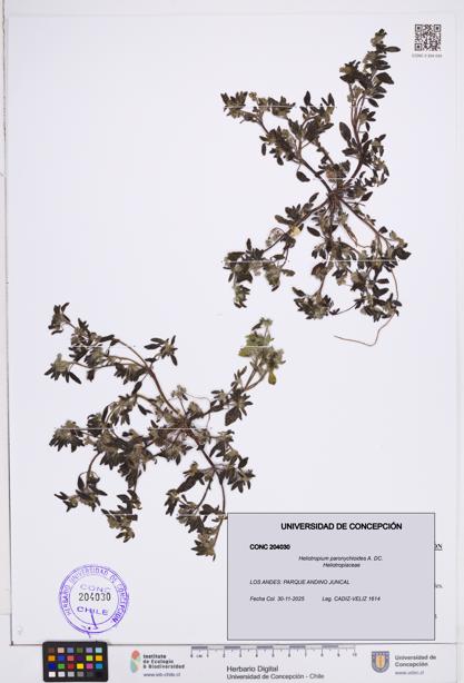 Heliotropium paronychioides [Espécimen: ]