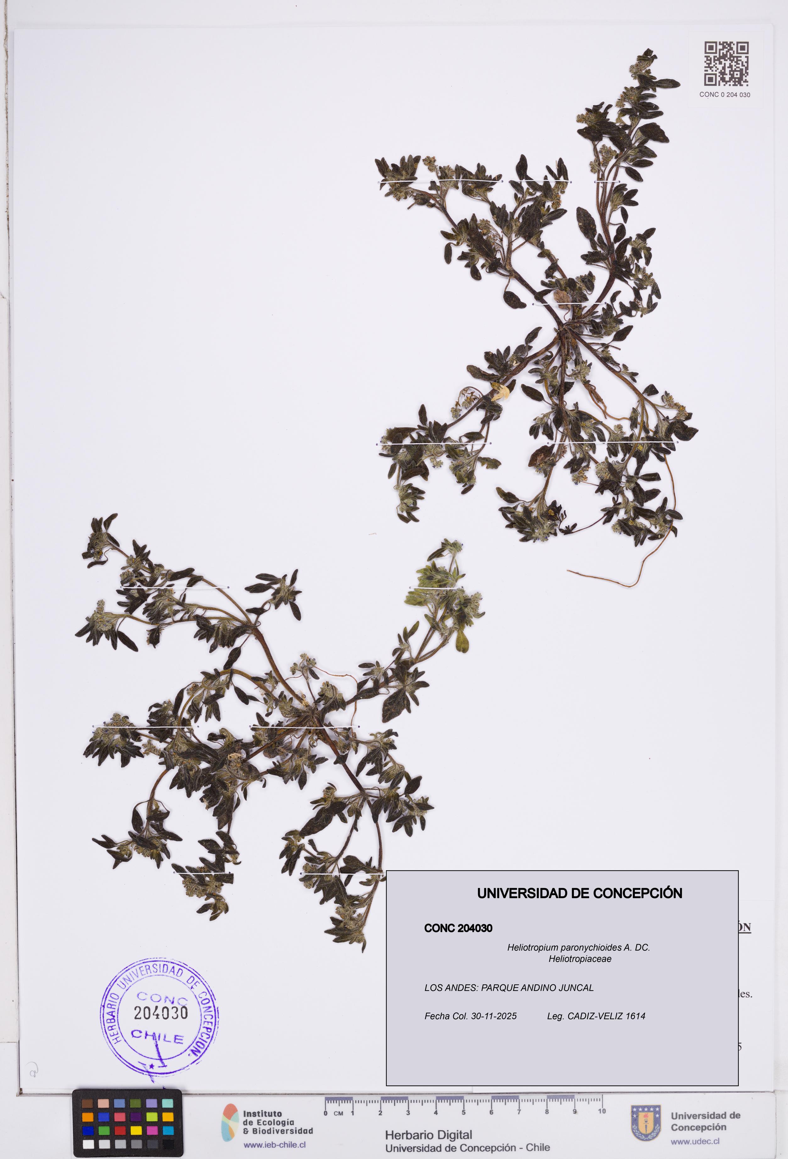 Heliotropium paronychioides [Espécimen: ]