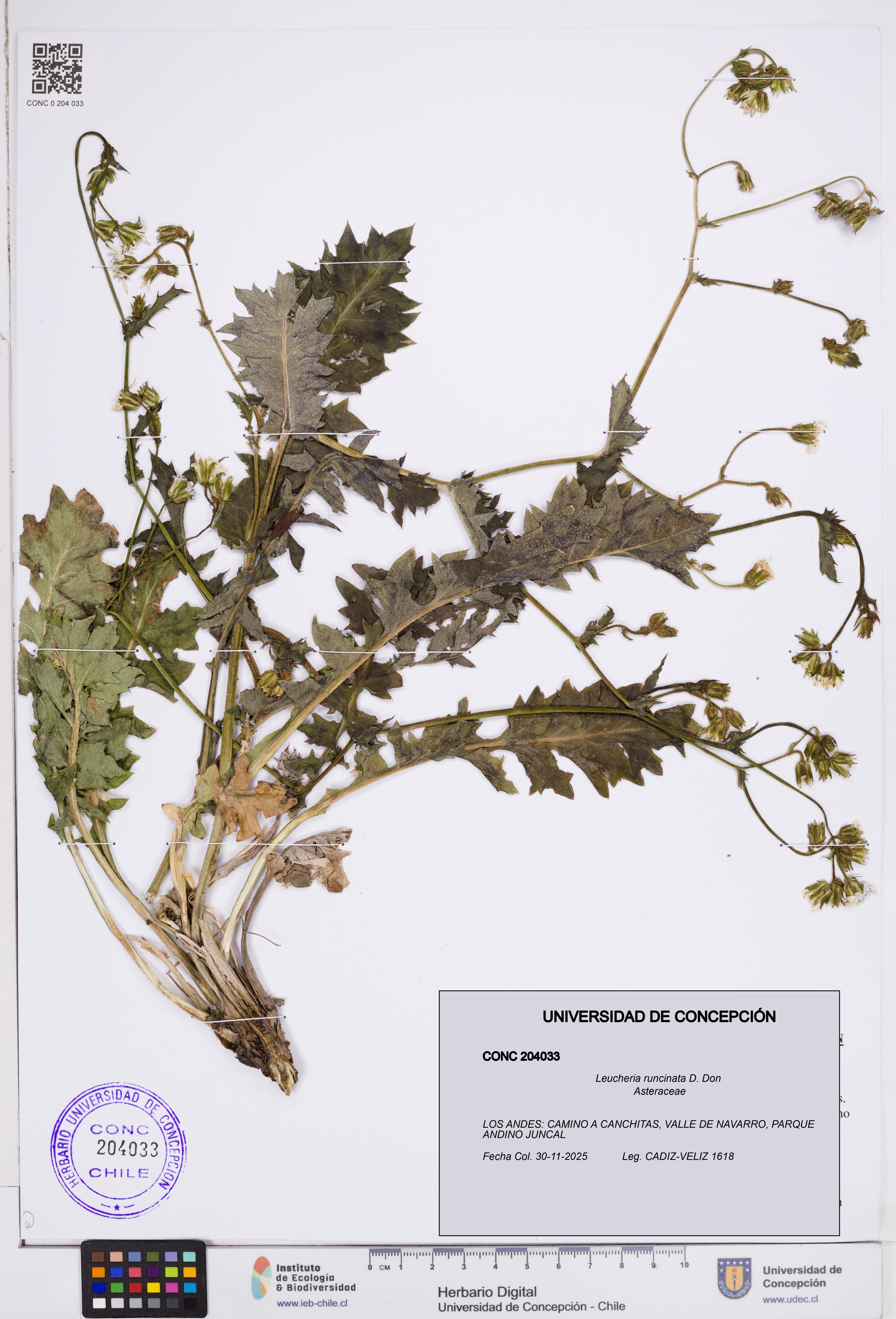 Leucheria runcinata [Espécimen: ]