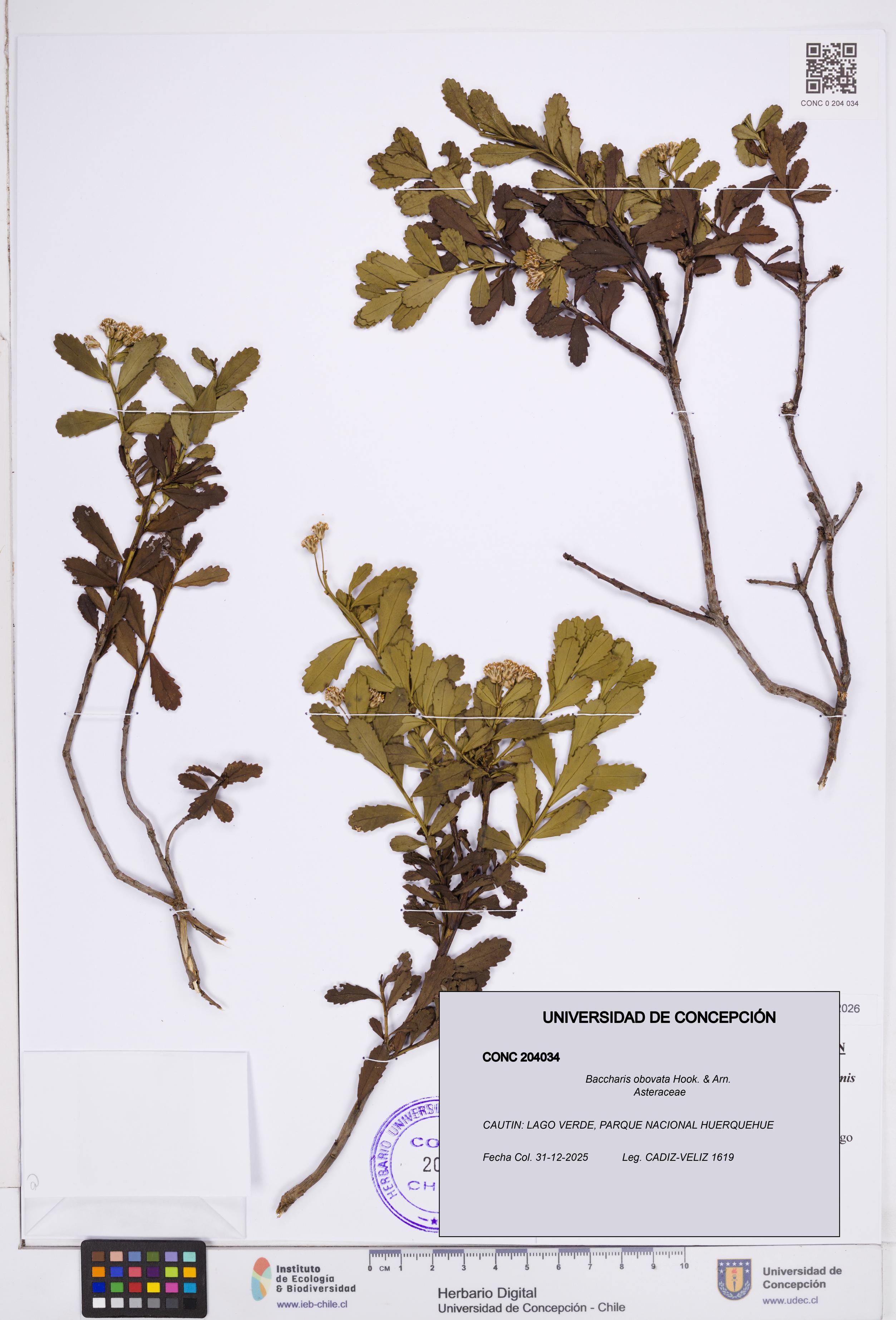 Baccharis obovata [Espécimen: ]