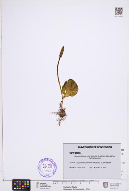 Haukia crotalophoroides [Espécimen: ]