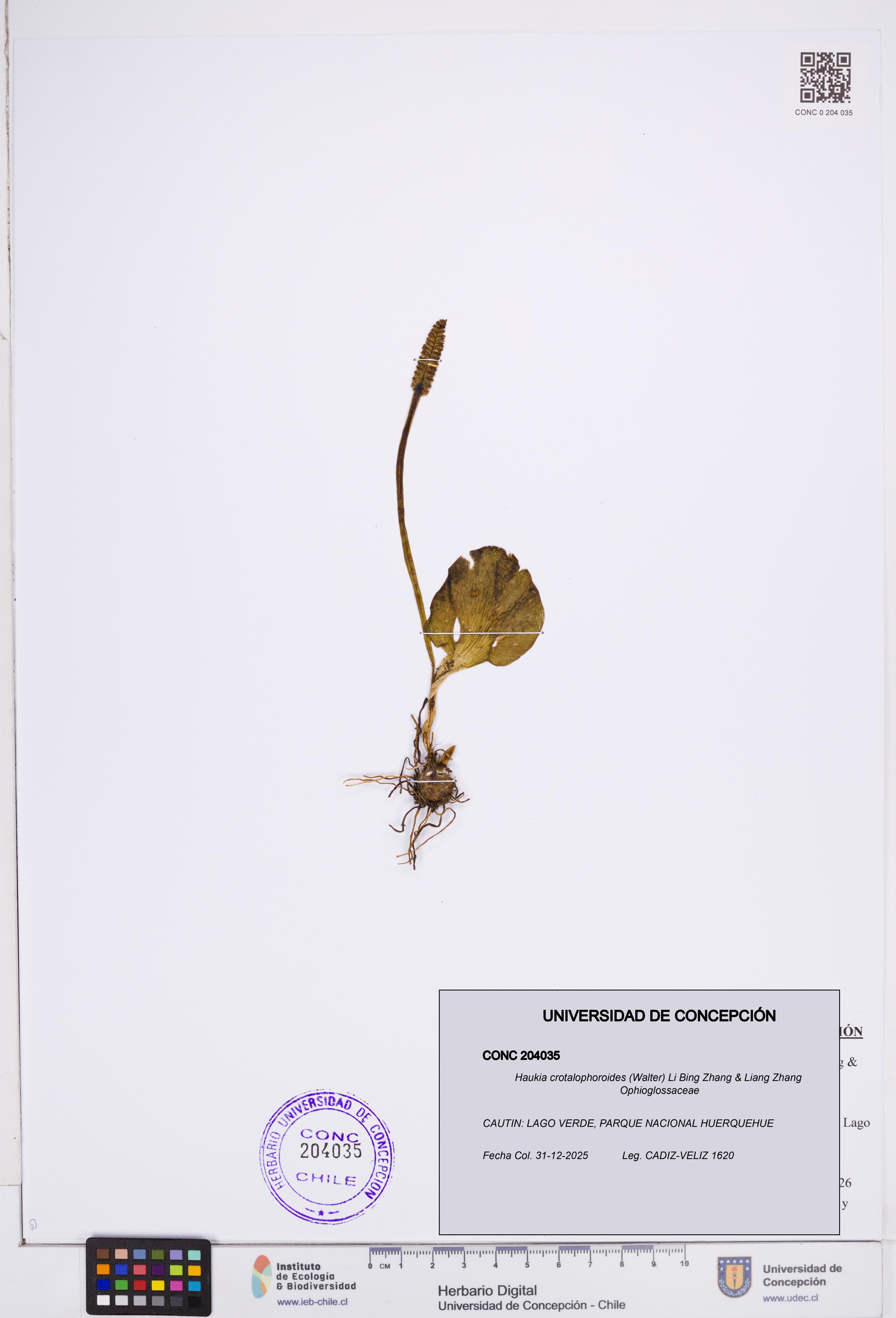 Haukia crotalophoroides [Espécimen: ]