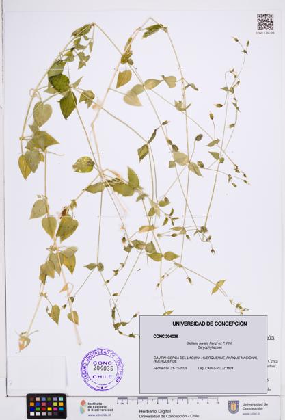 Stellaria arvalis [Espécimen: ]