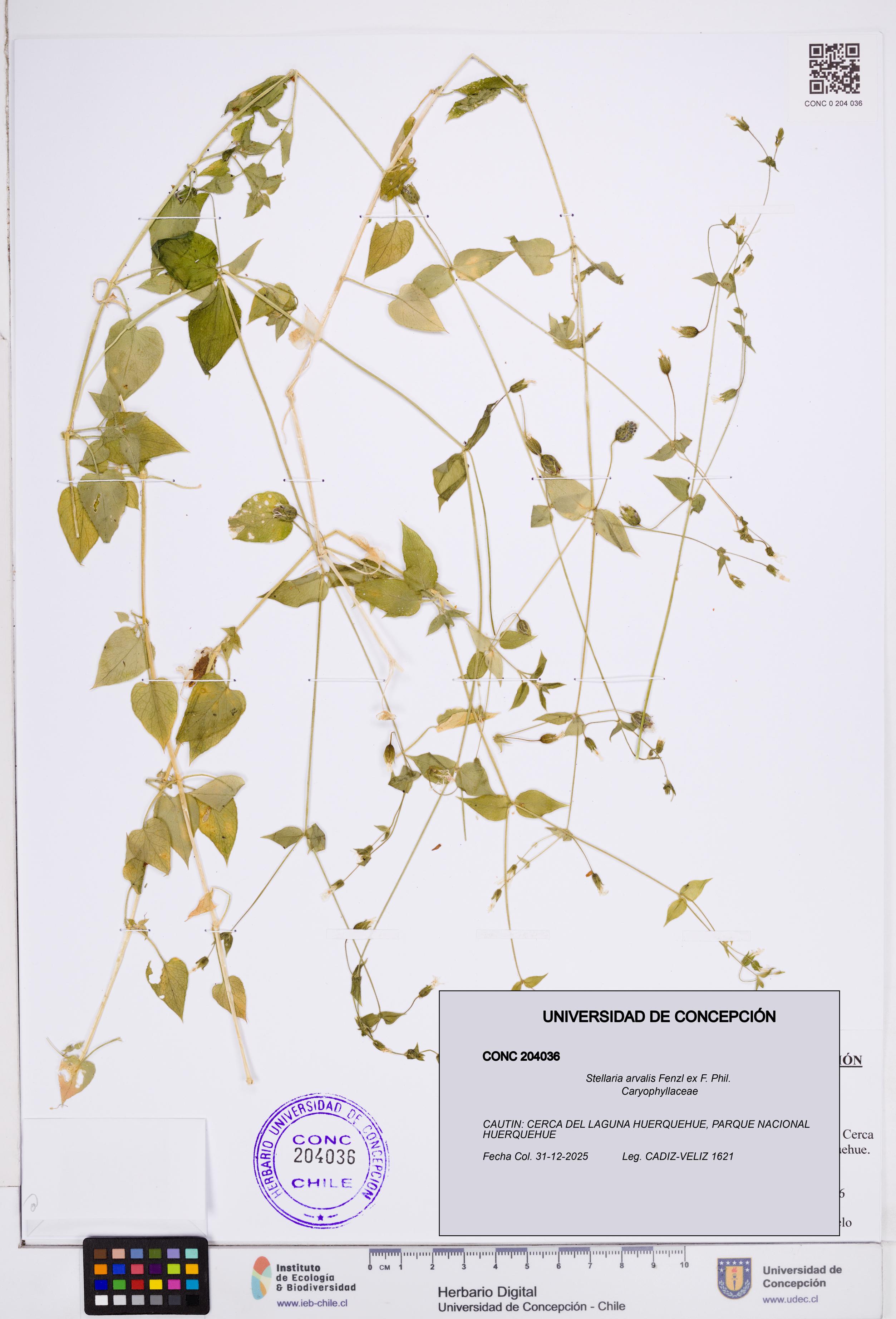 Stellaria arvalis [Espécimen: ]