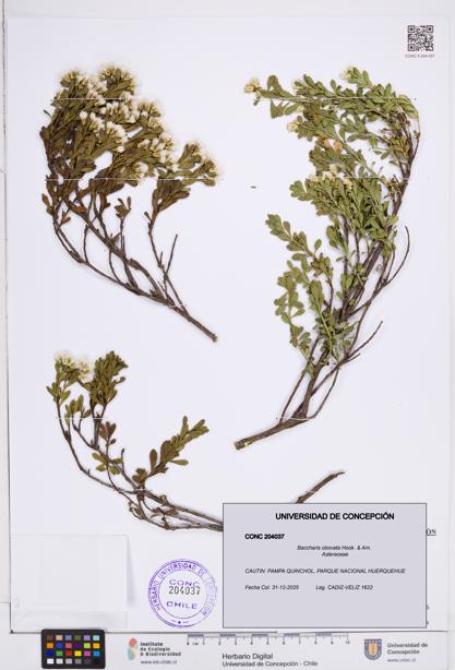 Baccharis obovata [Espécimen: ]