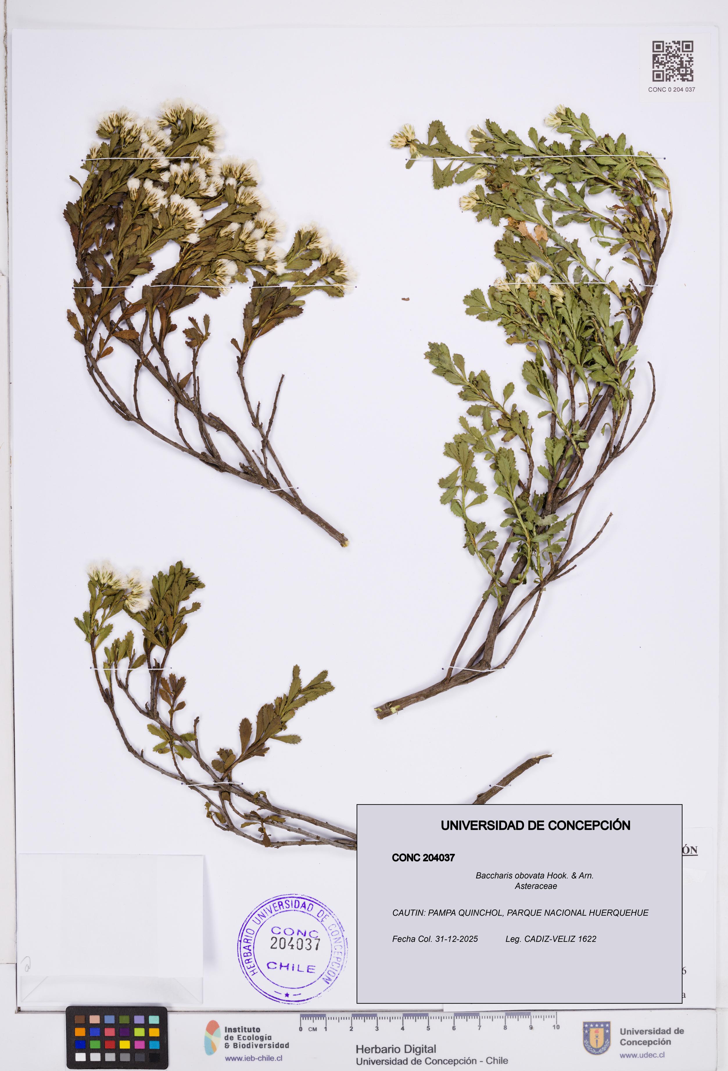 Baccharis obovata [Espécimen: ]